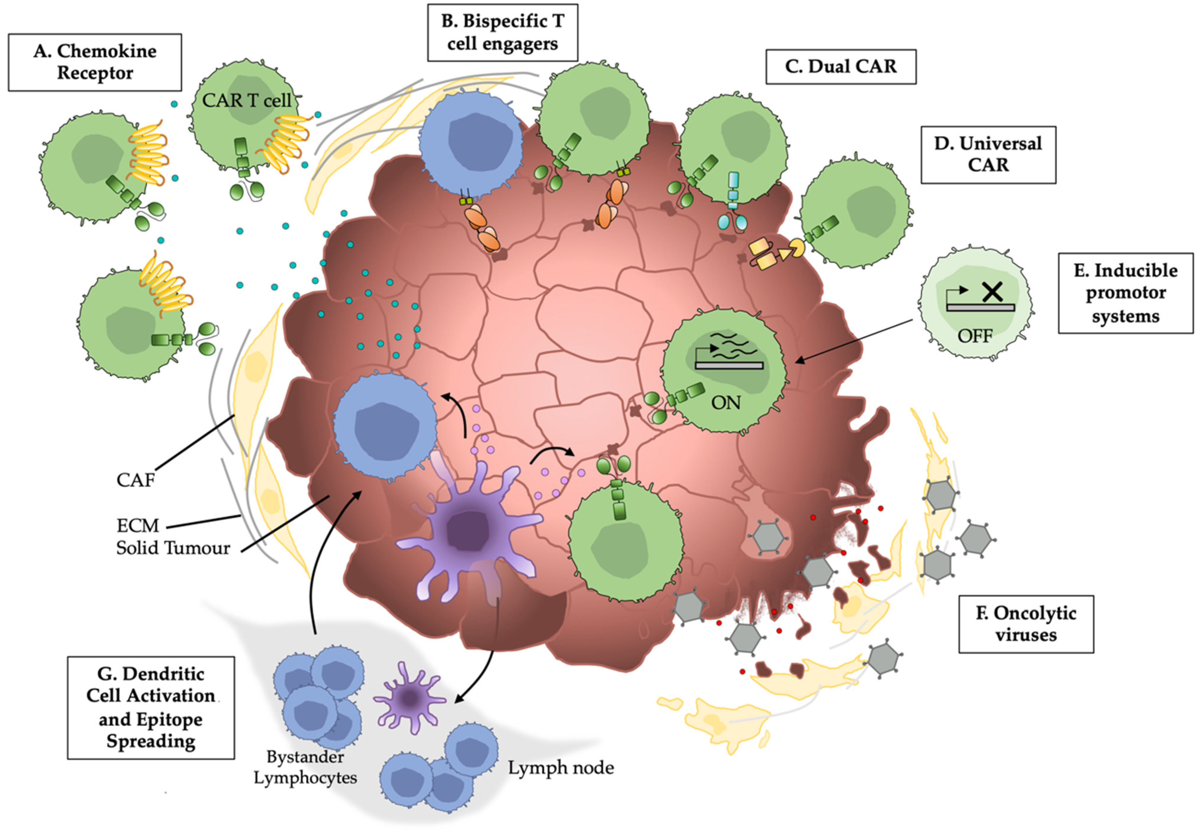 Cancers Free Full Text Controlling Cell Trafficking Addressing Failures In Car T And Nk Cell Therapy Of Solid Tumours Html
