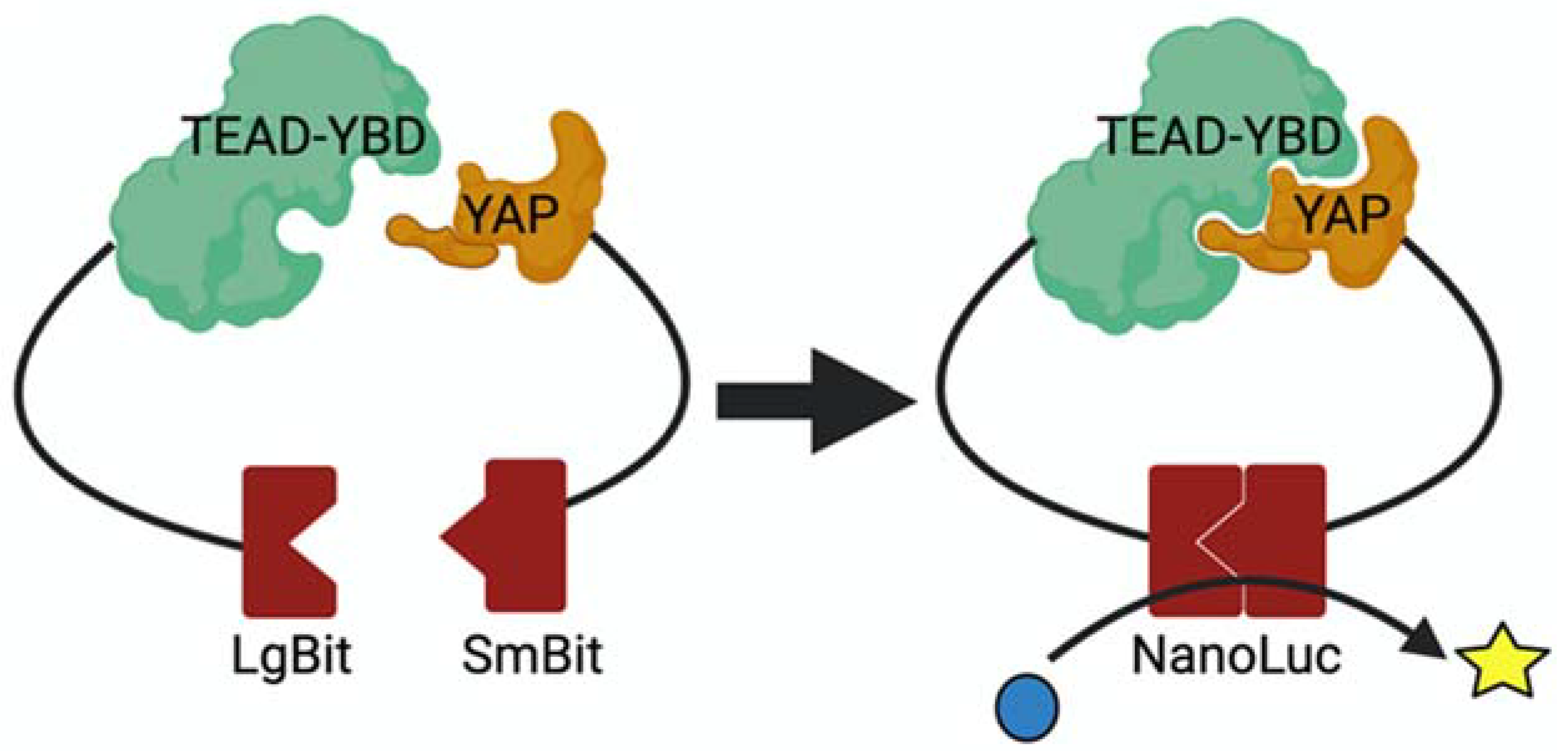 Cancers 14 01029 g003