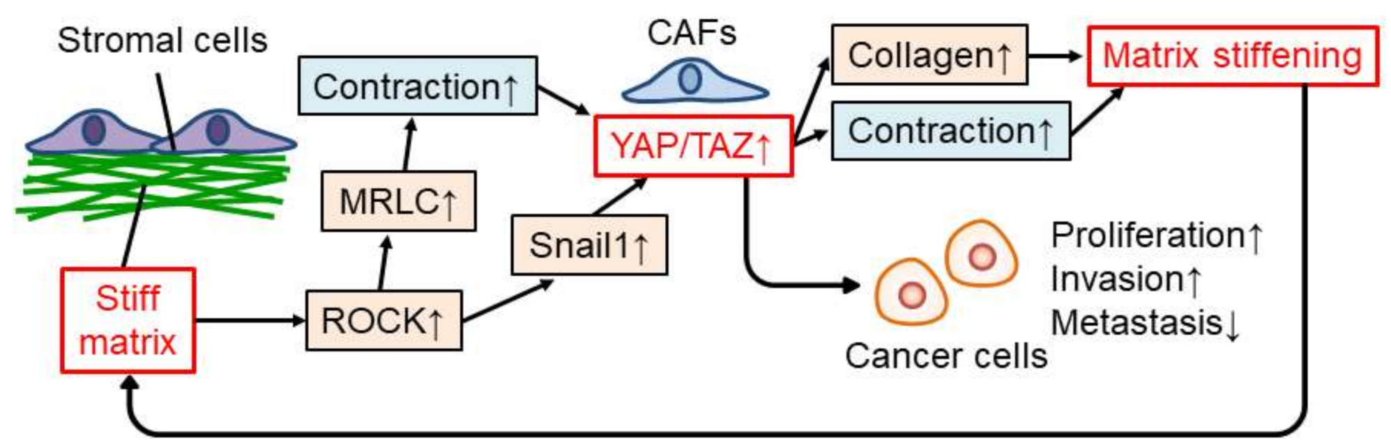 Cancers 14 01049 g003 550