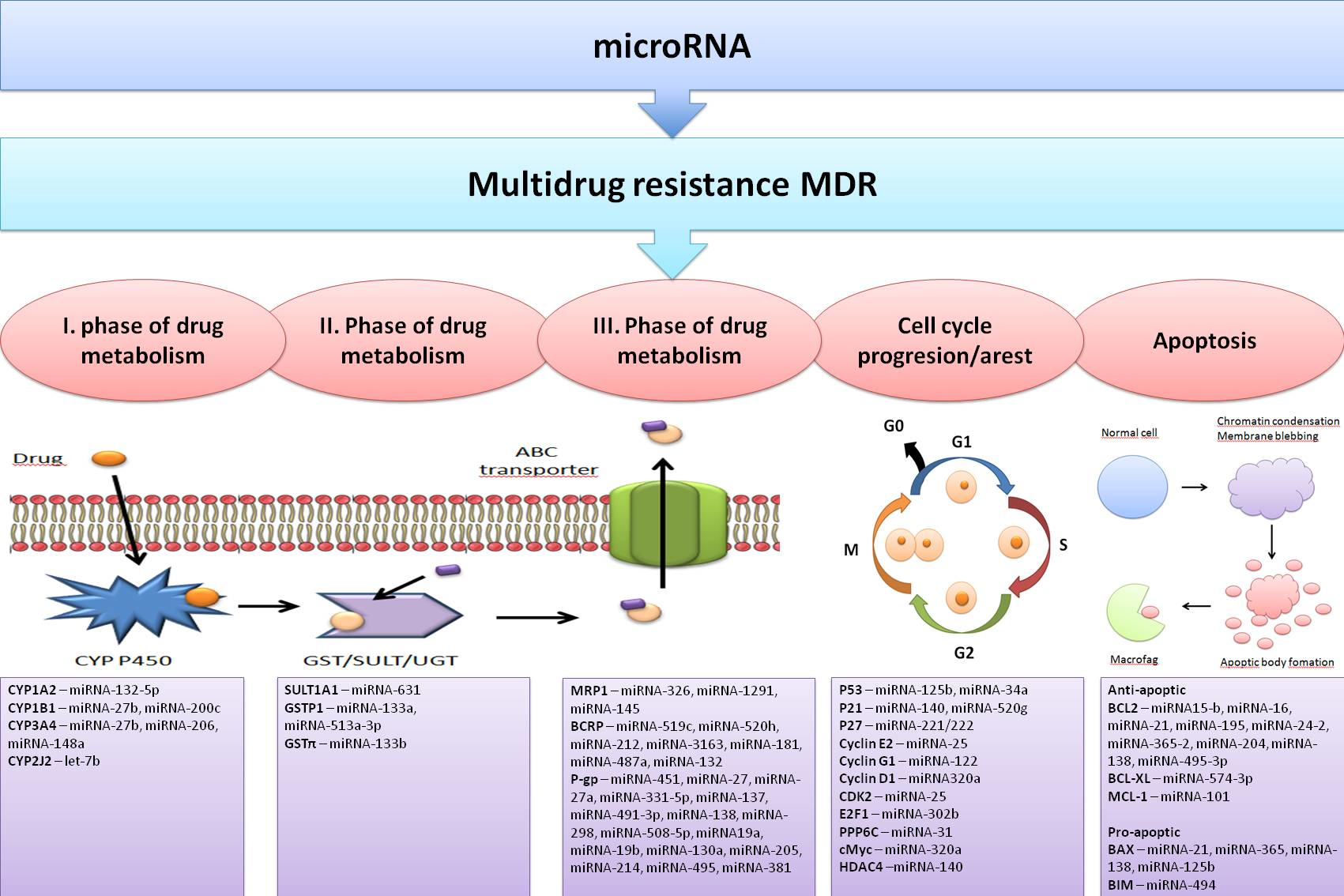 Cancers | Free Full-Text | The Roles of microRNAs in Cancer 