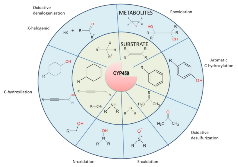 Cancers | Free Full-Text | The Roles of microRNAs in Cancer 