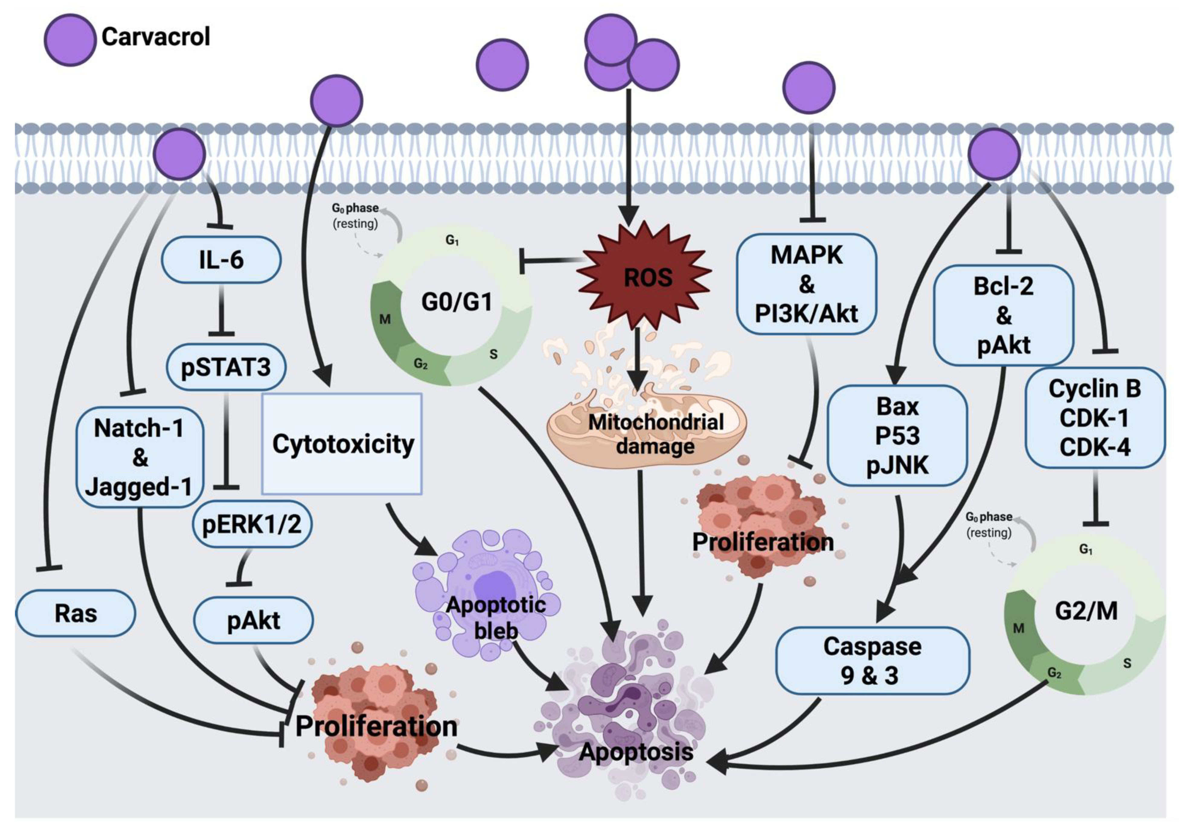 Cancers 14 01100 g005 Cancers 14 01100 g005