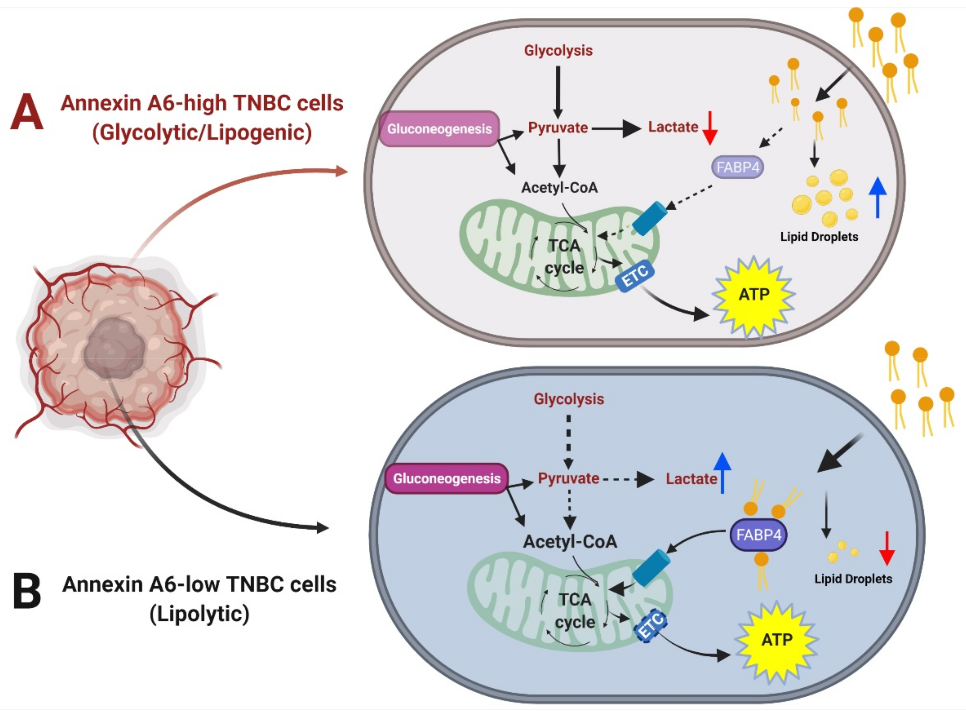 Cancers 14 01108 g007