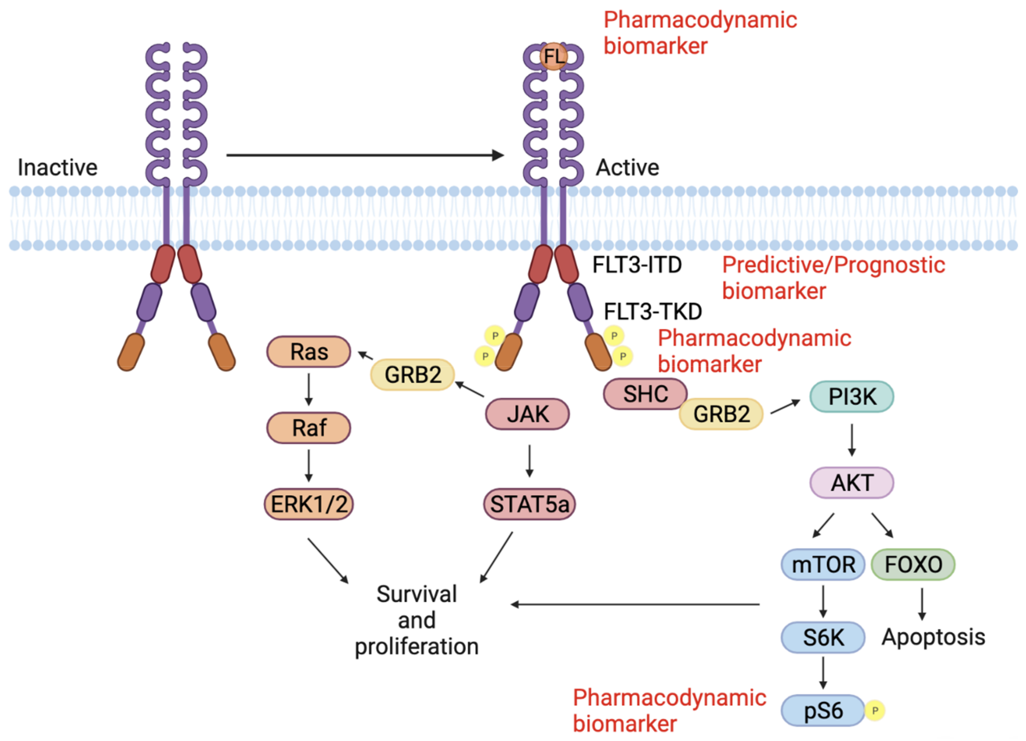 Cancers 14 01164 g003 Cancers 14 01164 g003