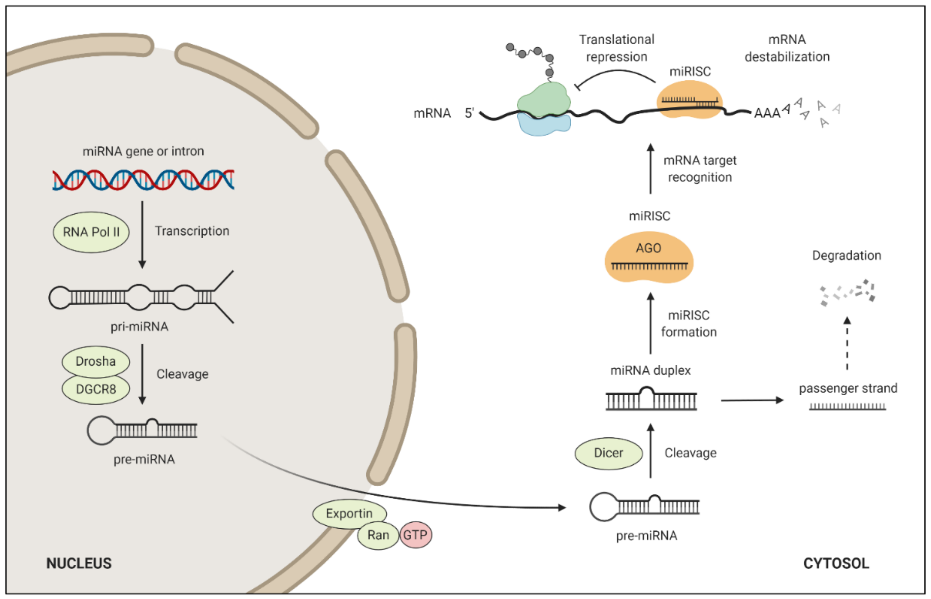 A Genetic Screen Implicates miRNA-372 and miRNA-373 As Oncogenes in  Testicular Germ Cell Tumors - ScienceDirect