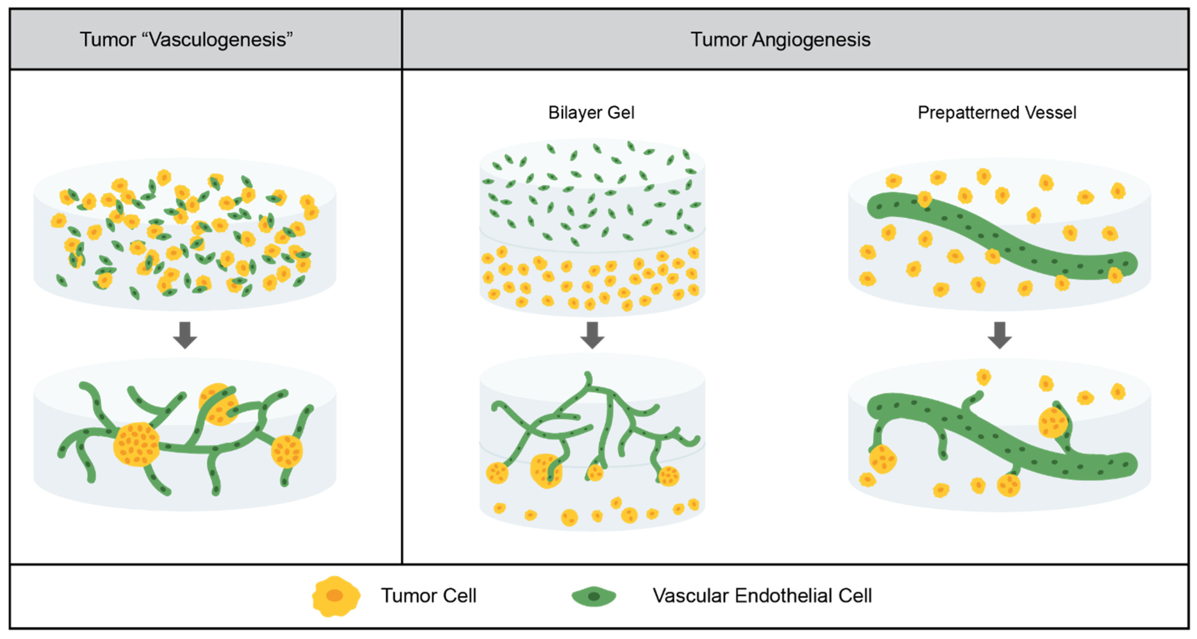 Cancers 14 01225 g002 Cancers 14 01225 g002