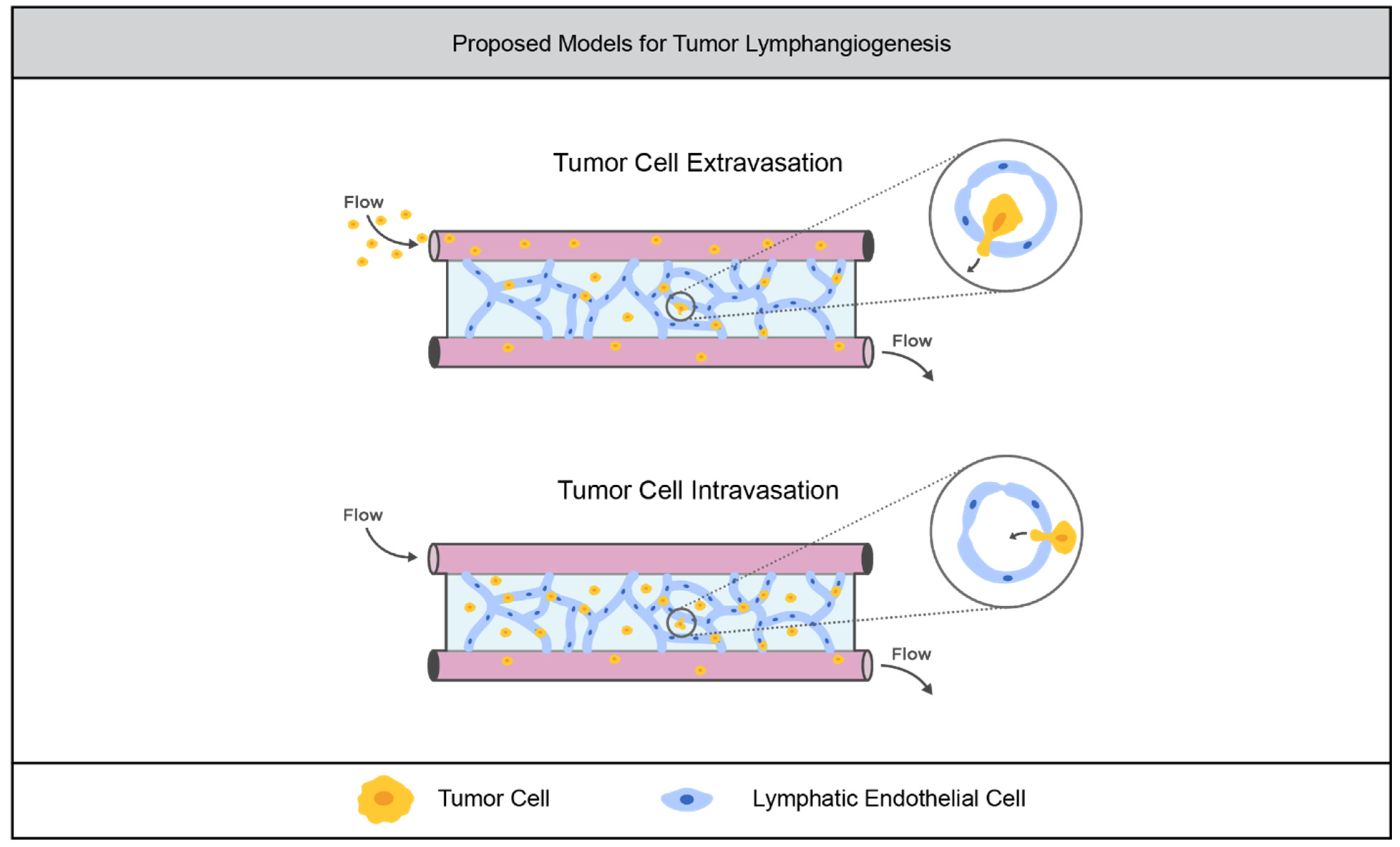 Cancers 14 01225 g006 Cancers 14 01225 g006