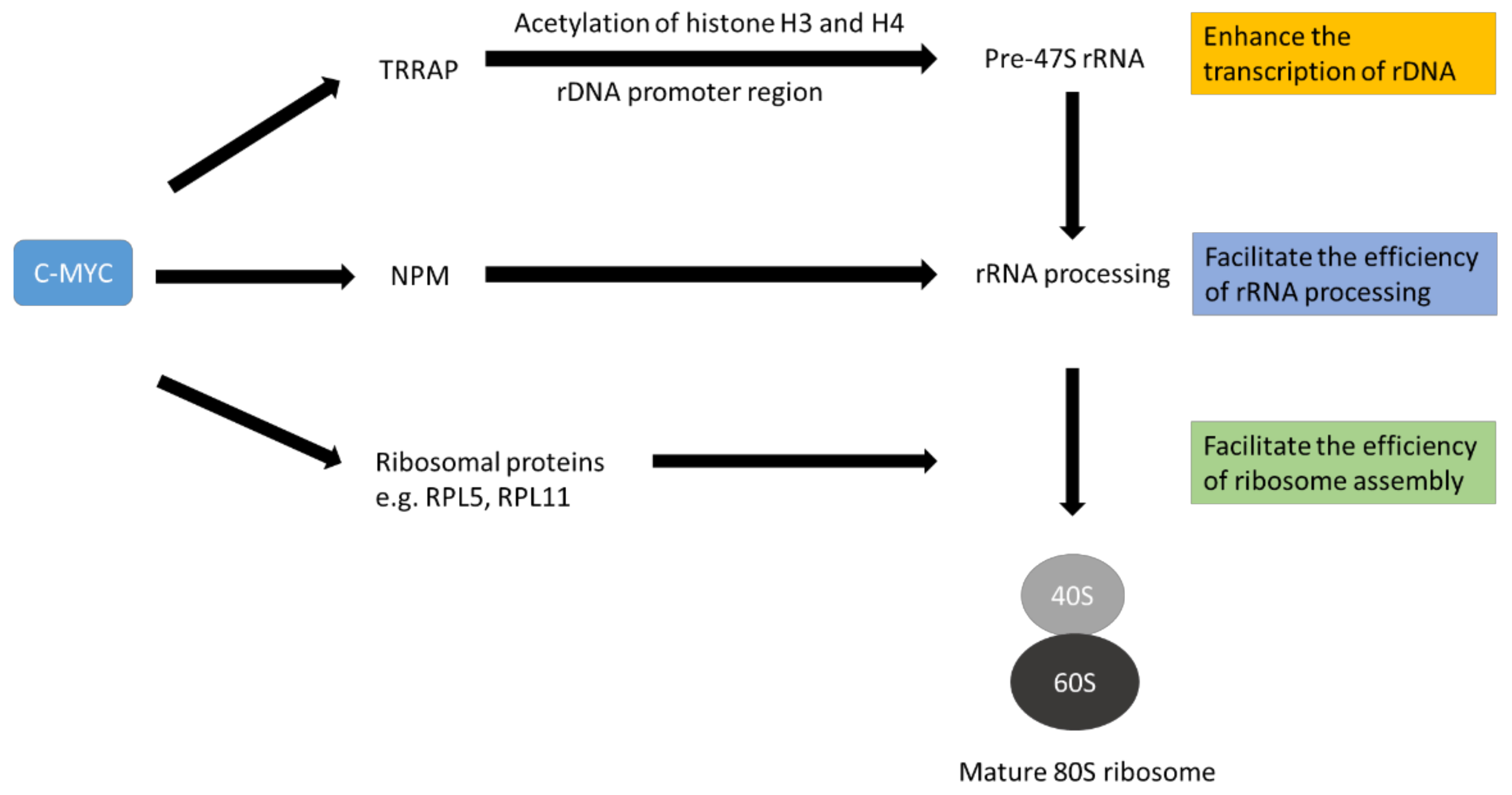 Cancers 14 01251 g002 550