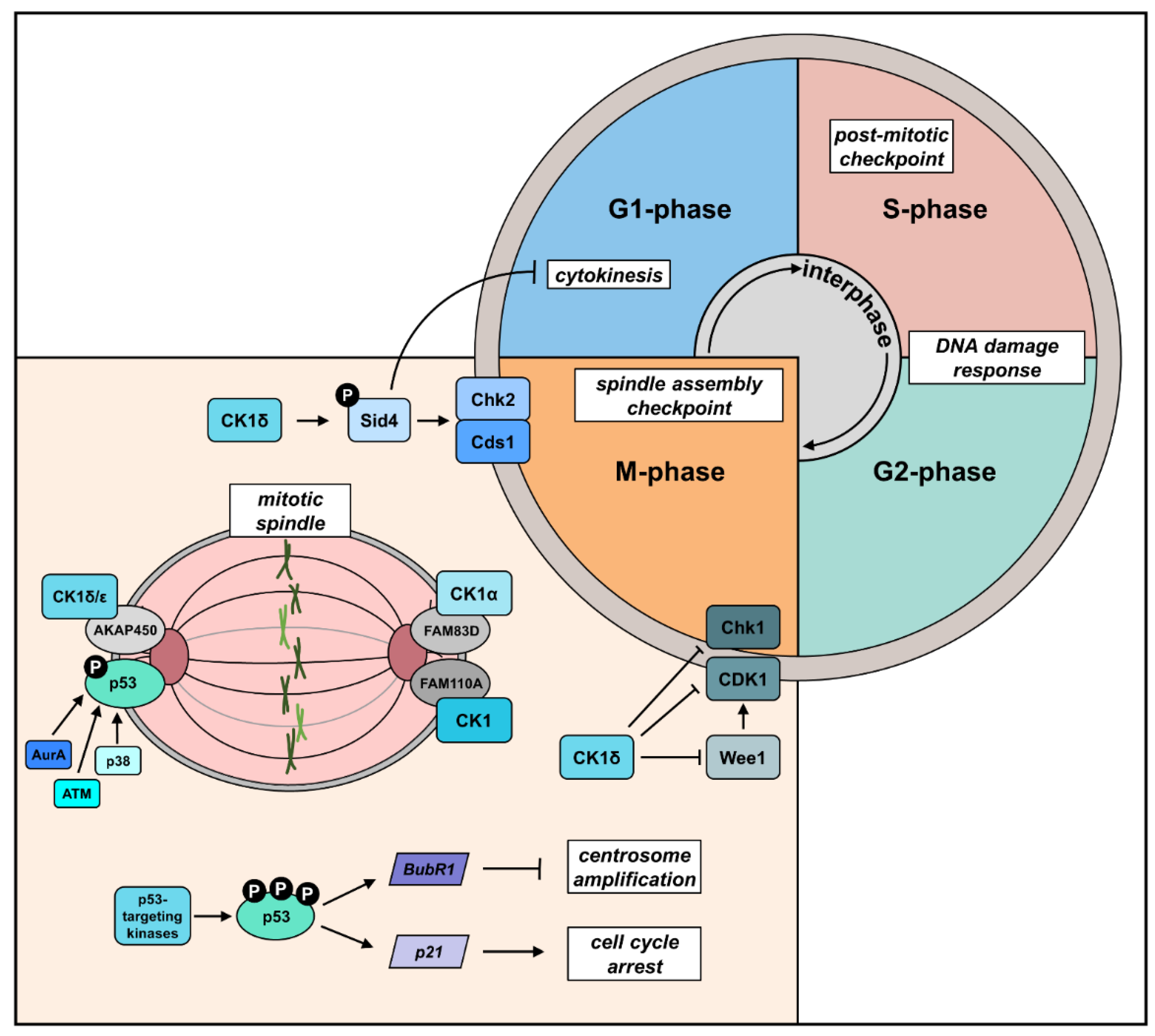 Cancers 14 01345 g003