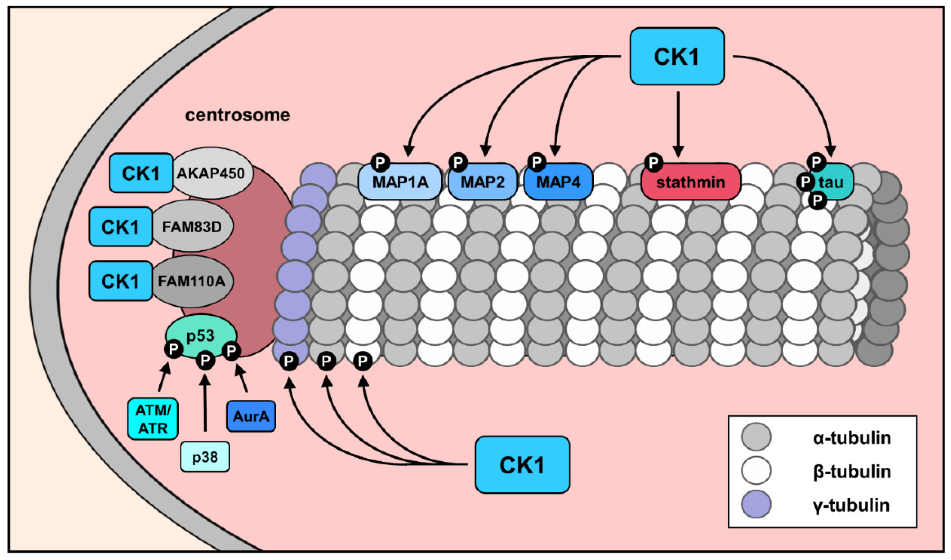 Cancers 14 01345 g004