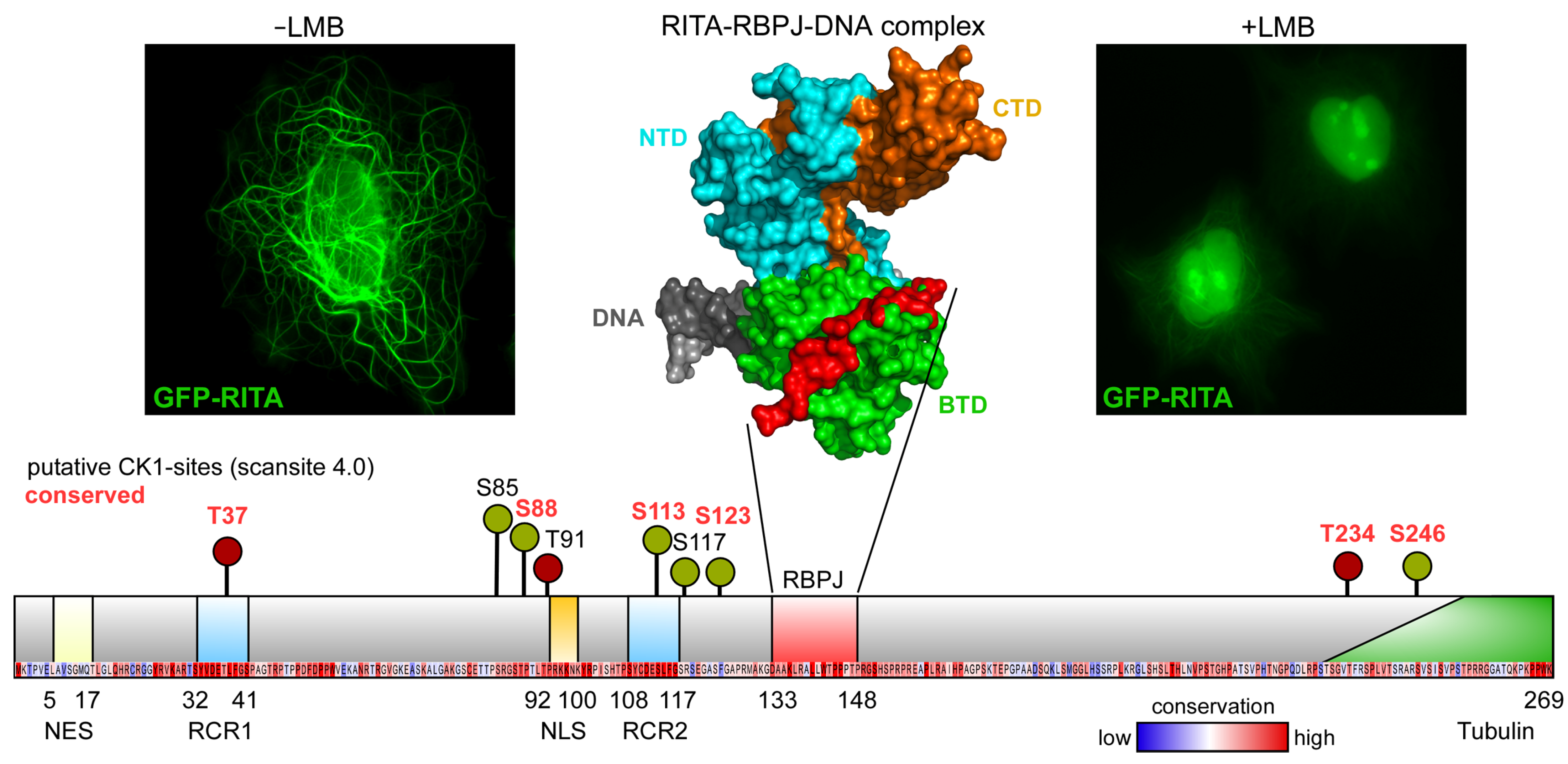 Cancers 14 01345 g005