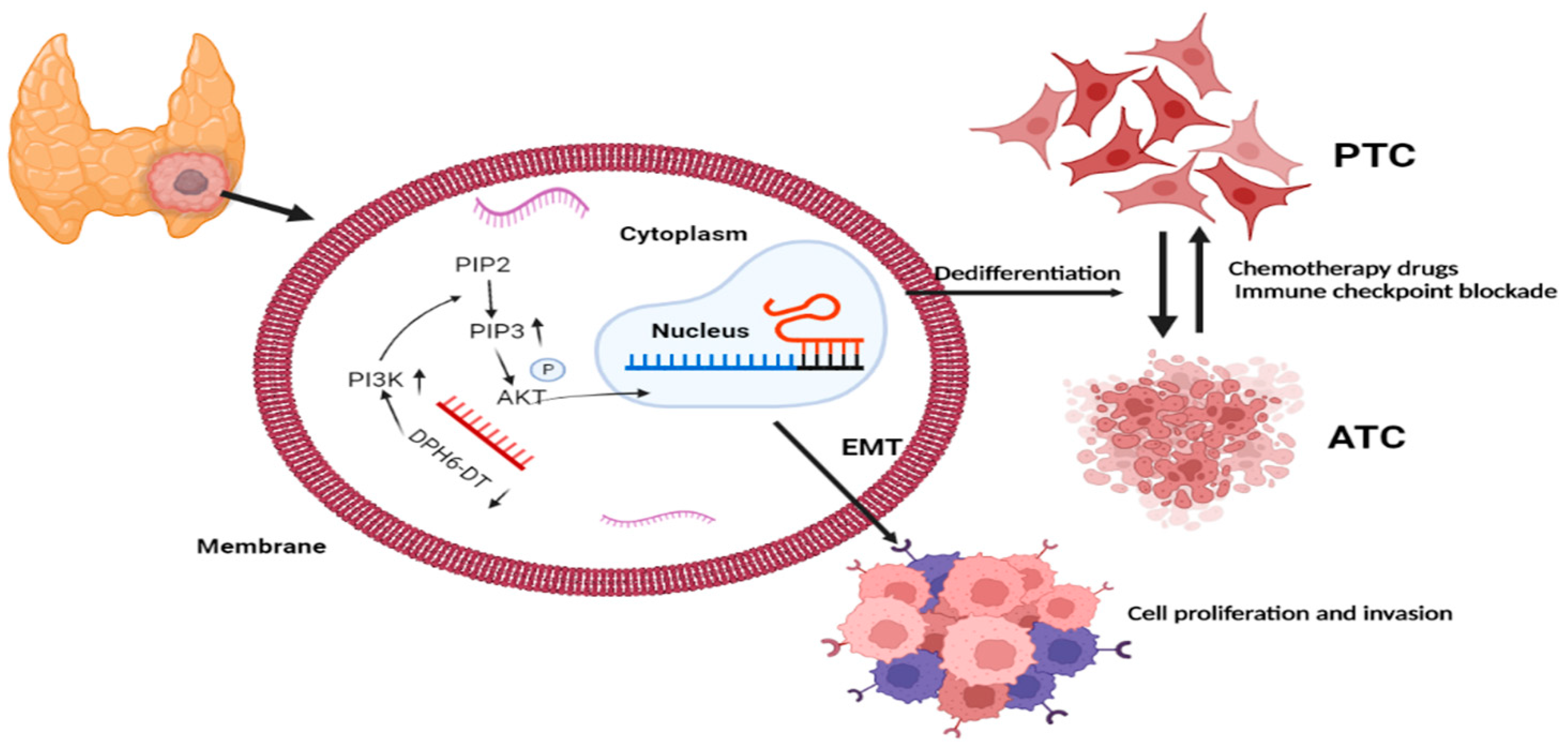 Cancers 14 01353 g009 550