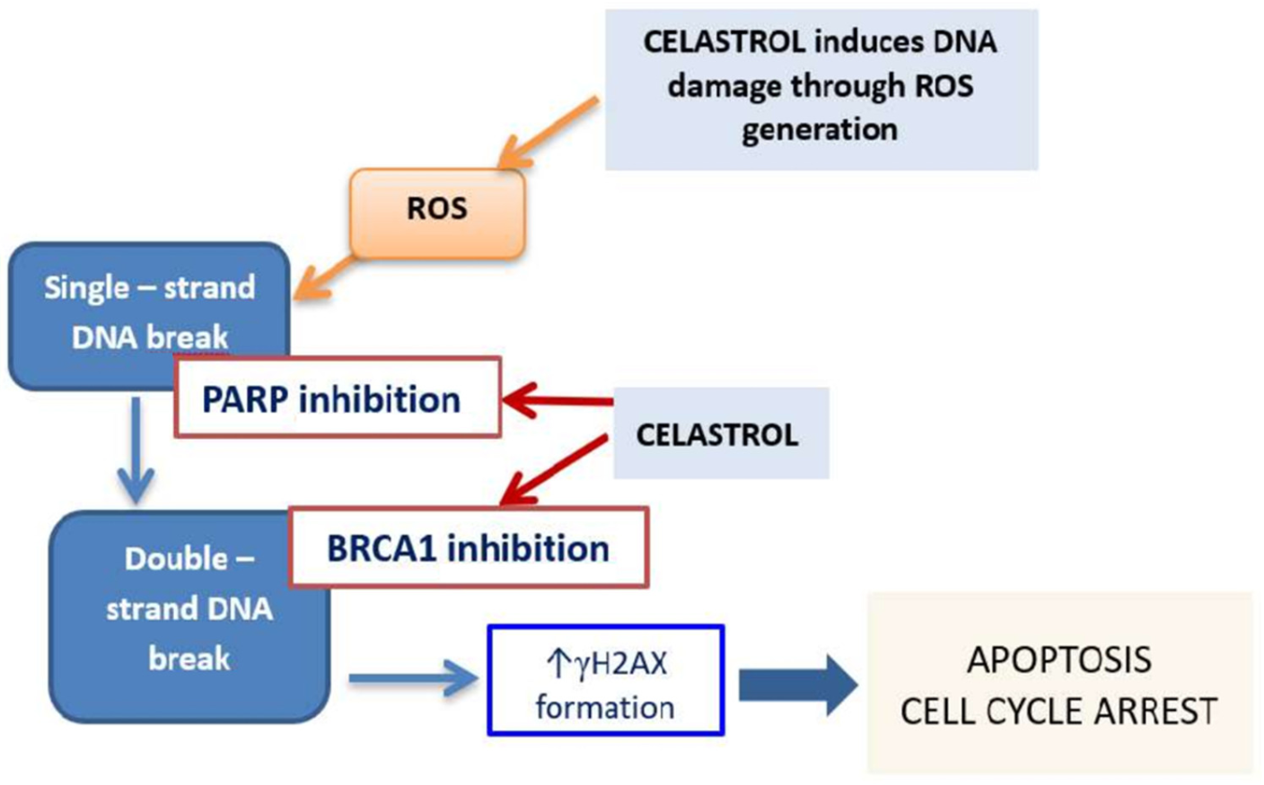 Cancers 14 01372 g008 Cancers 14 01372 g008