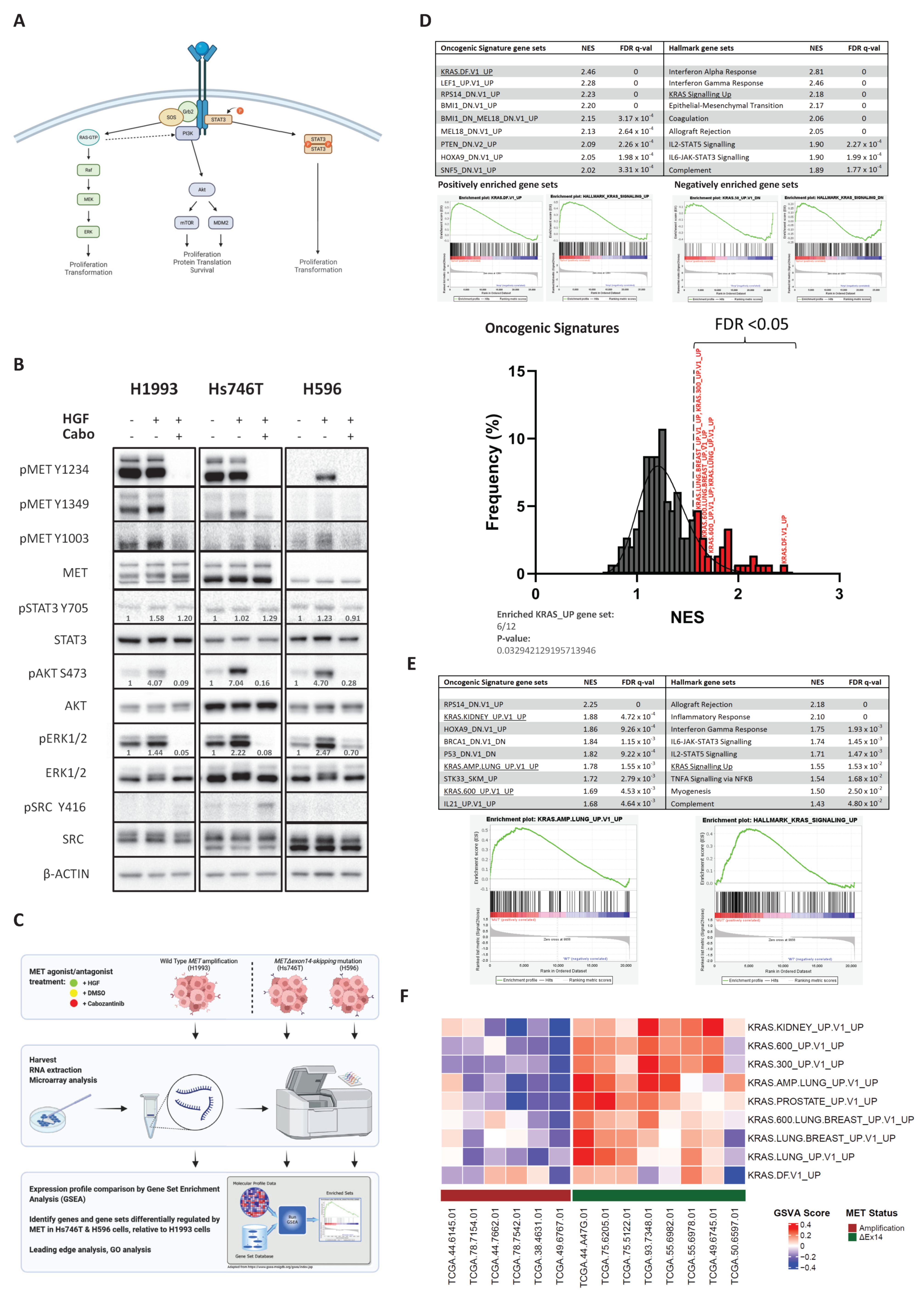 MET Exon 14 Splice-Site Mutations Preferentially Activate