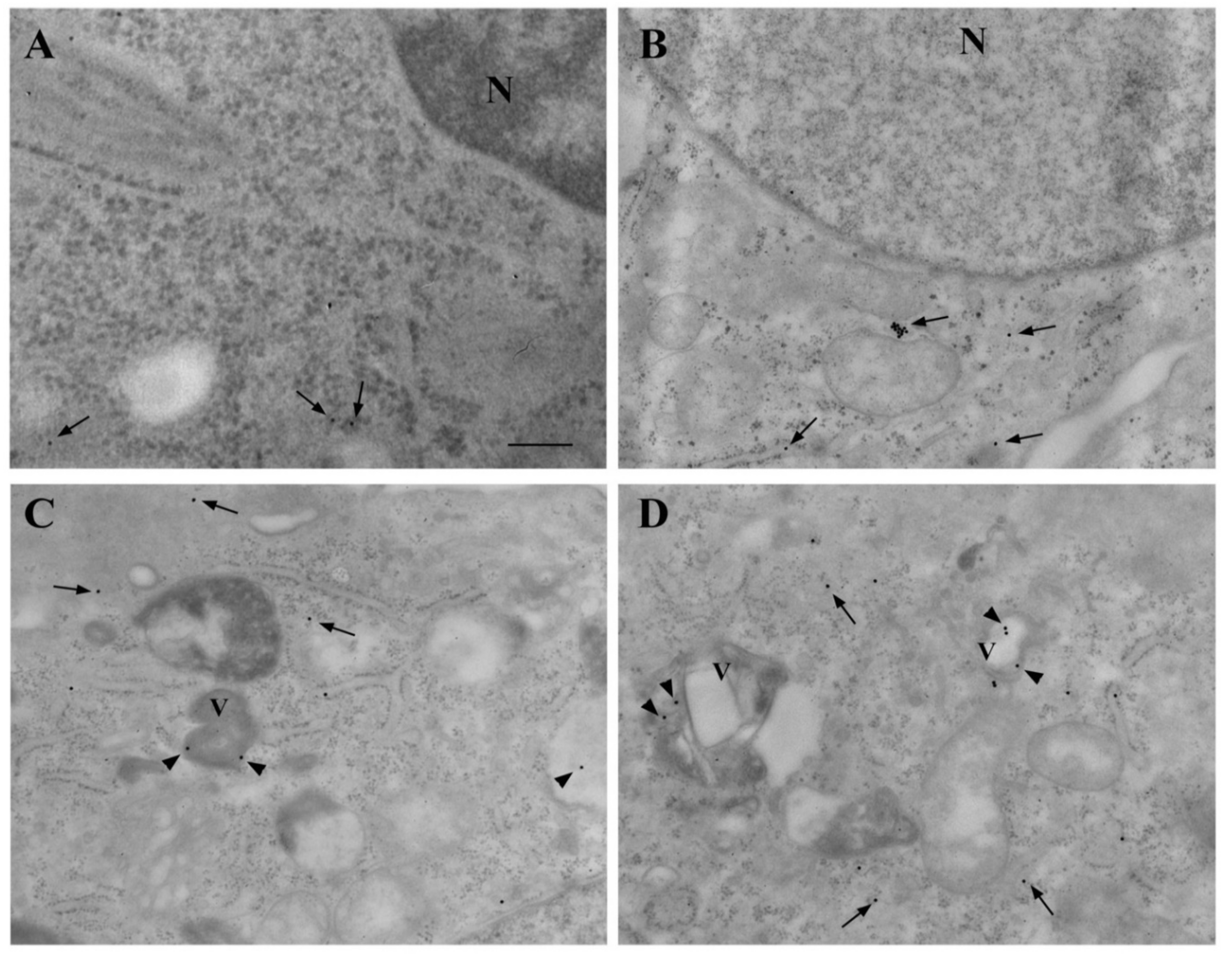 Cancers 14 01382 g016 Cancers 14 01382 g016