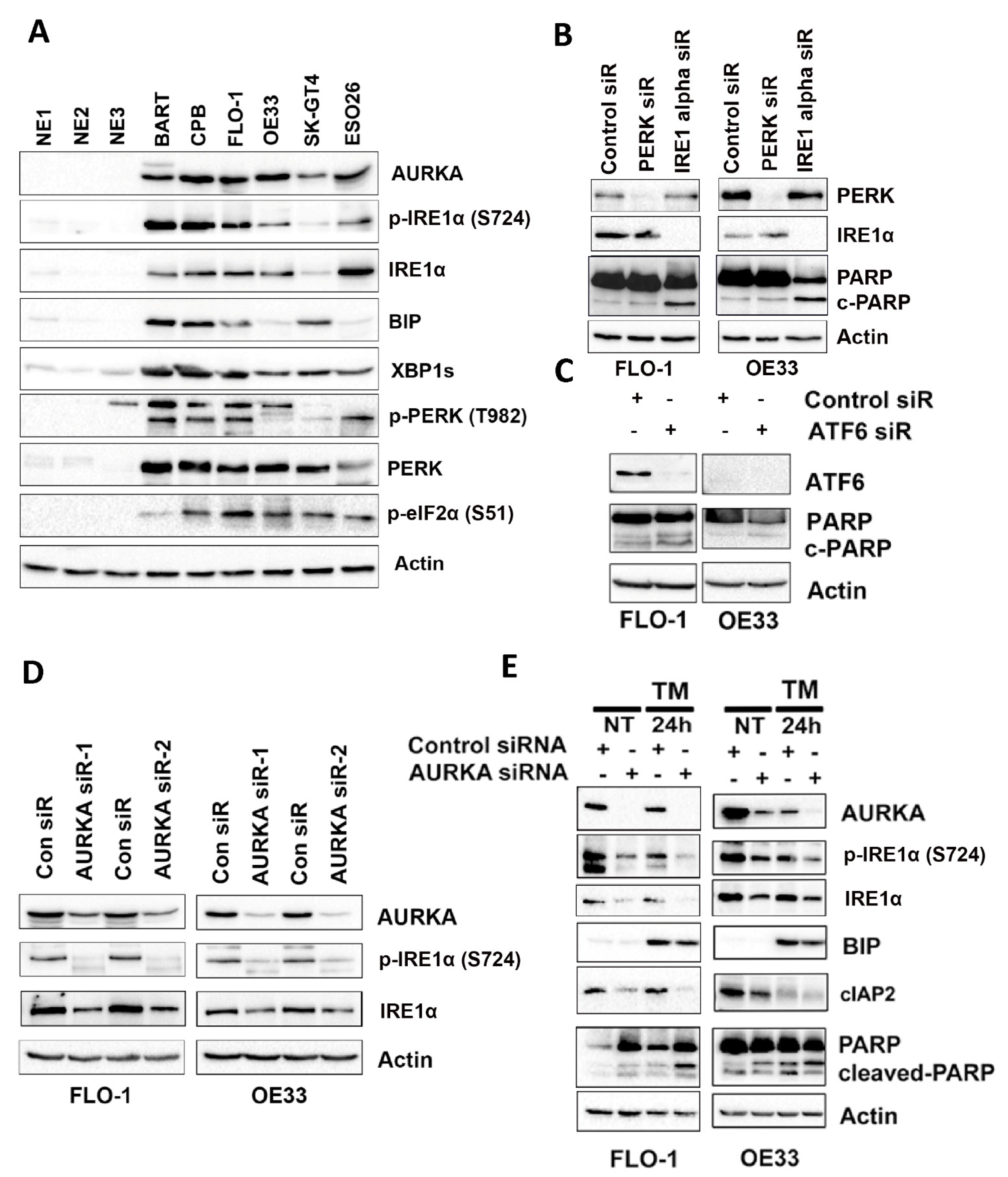 Cancers 14 01401 g002