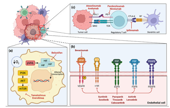 Angiogenesis Inhibitors and Immunomodulation in Renal Cell Cancers: The ...