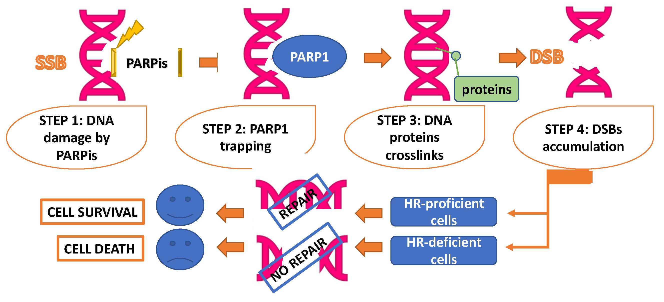 Cancers 14 01420 g001 550