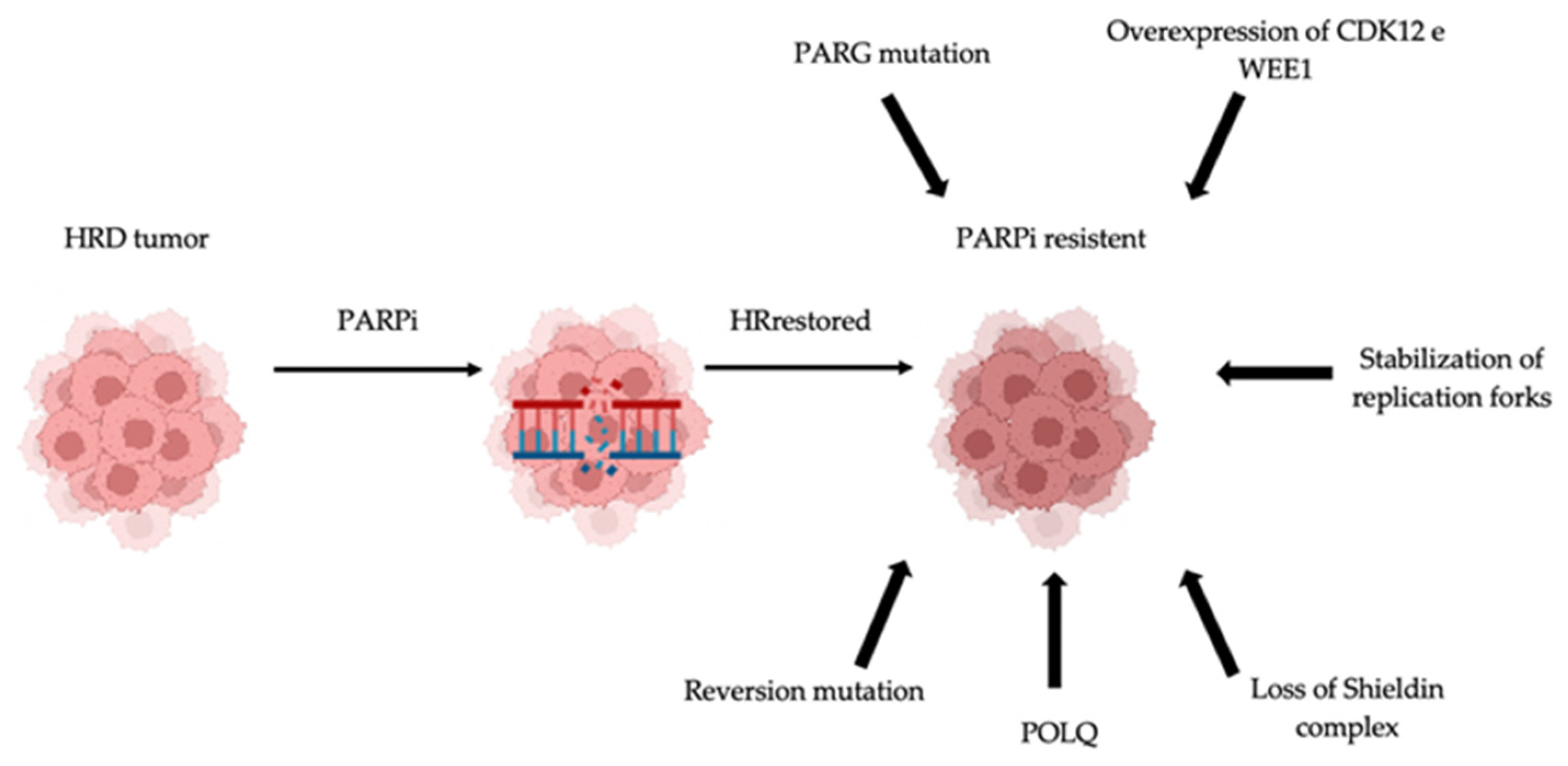 Cancers 14 01420 g002 550