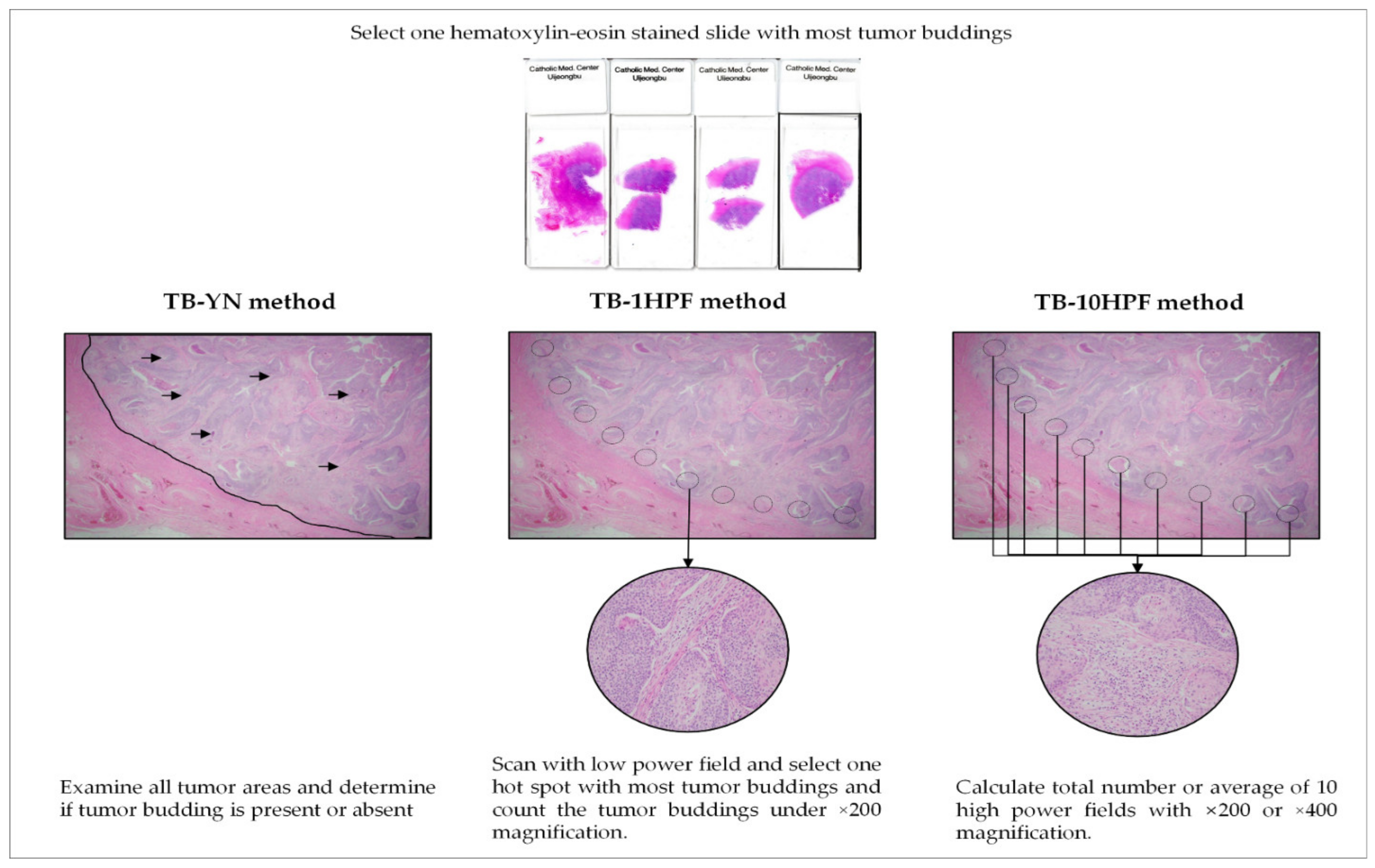 Cancers 14 01431 g004 550