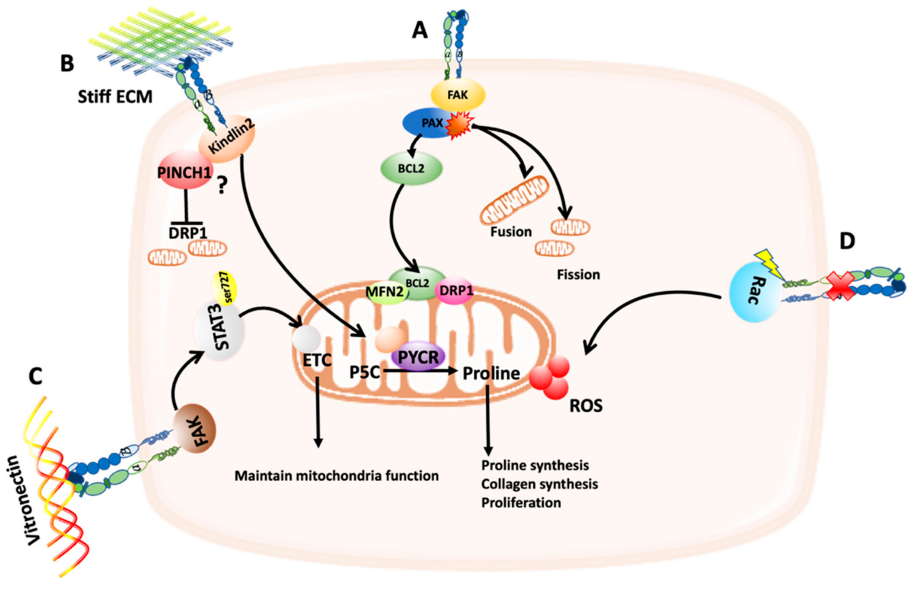 Cancers 14 01433 g001 550