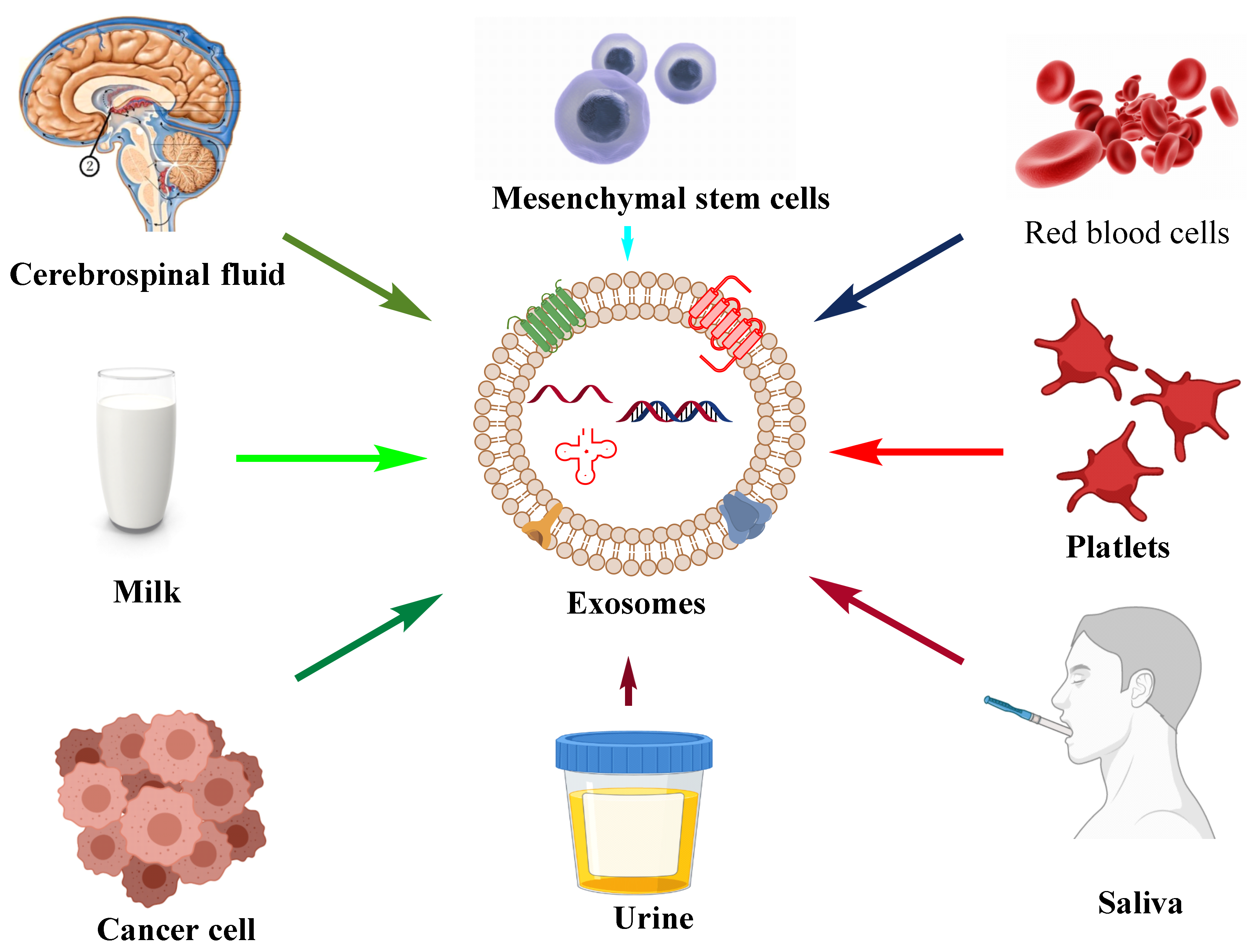 Cancers 14 01435 g002 550
