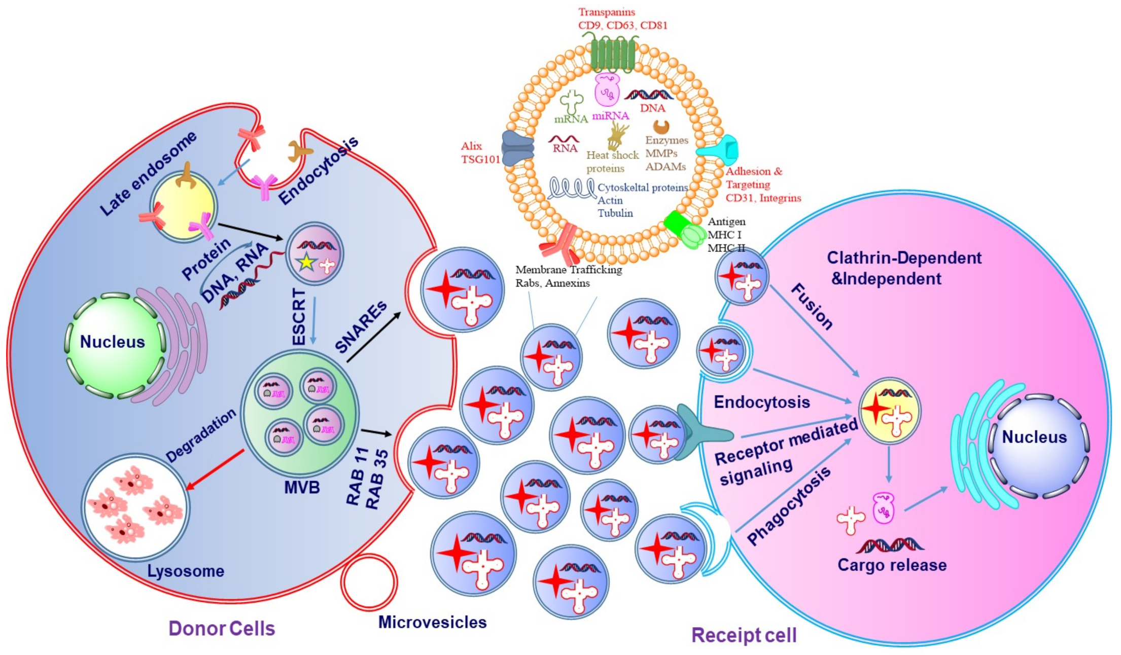 Cancers 14 01435 g003 550