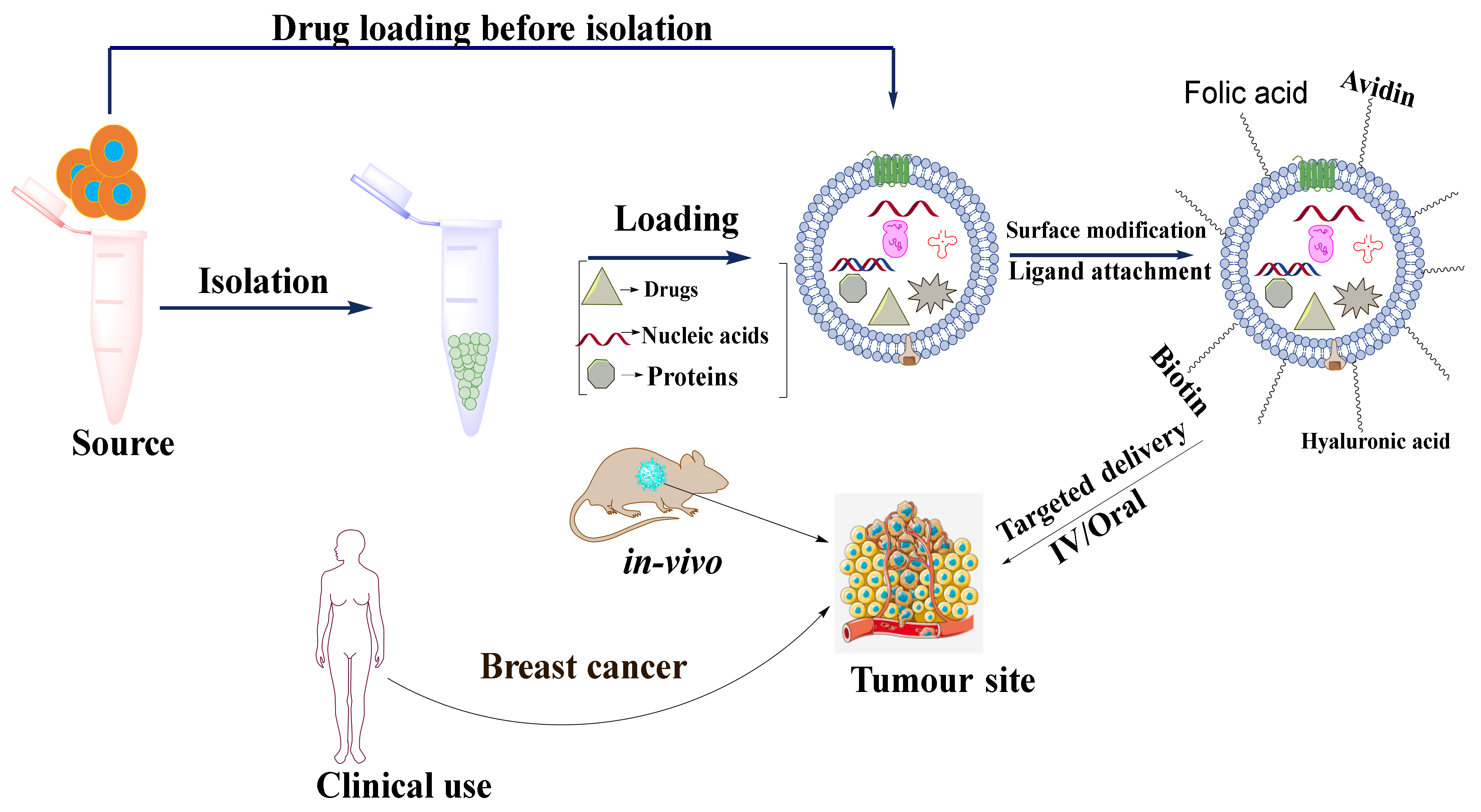 Cancers 14 01435 g006 550
