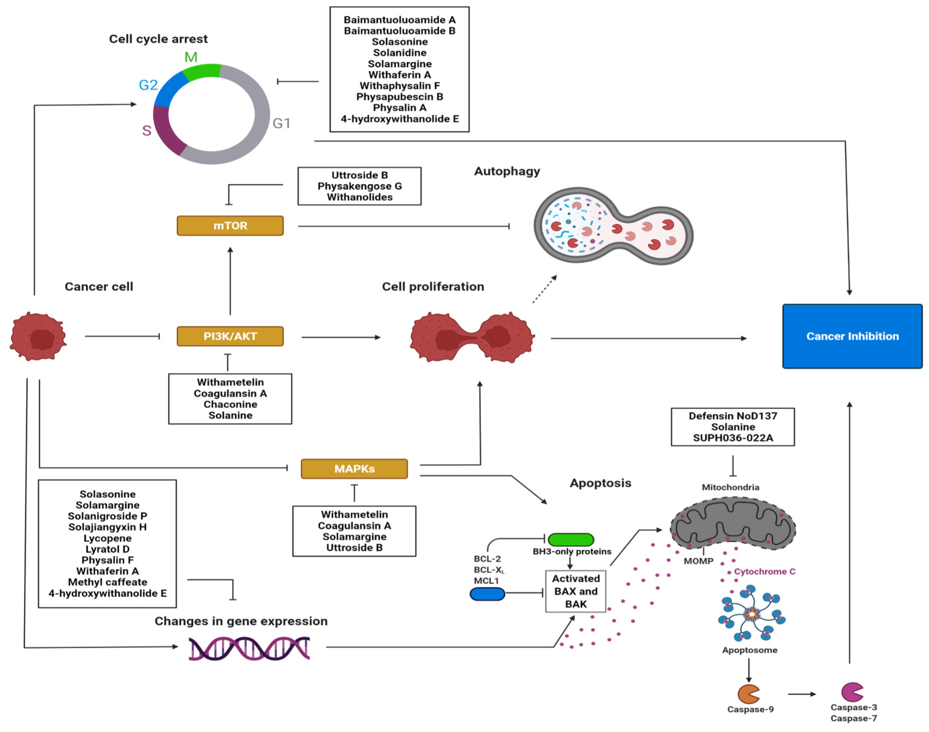 Cancers | Free Full-Text | Hidden in Plants—A Review of the 