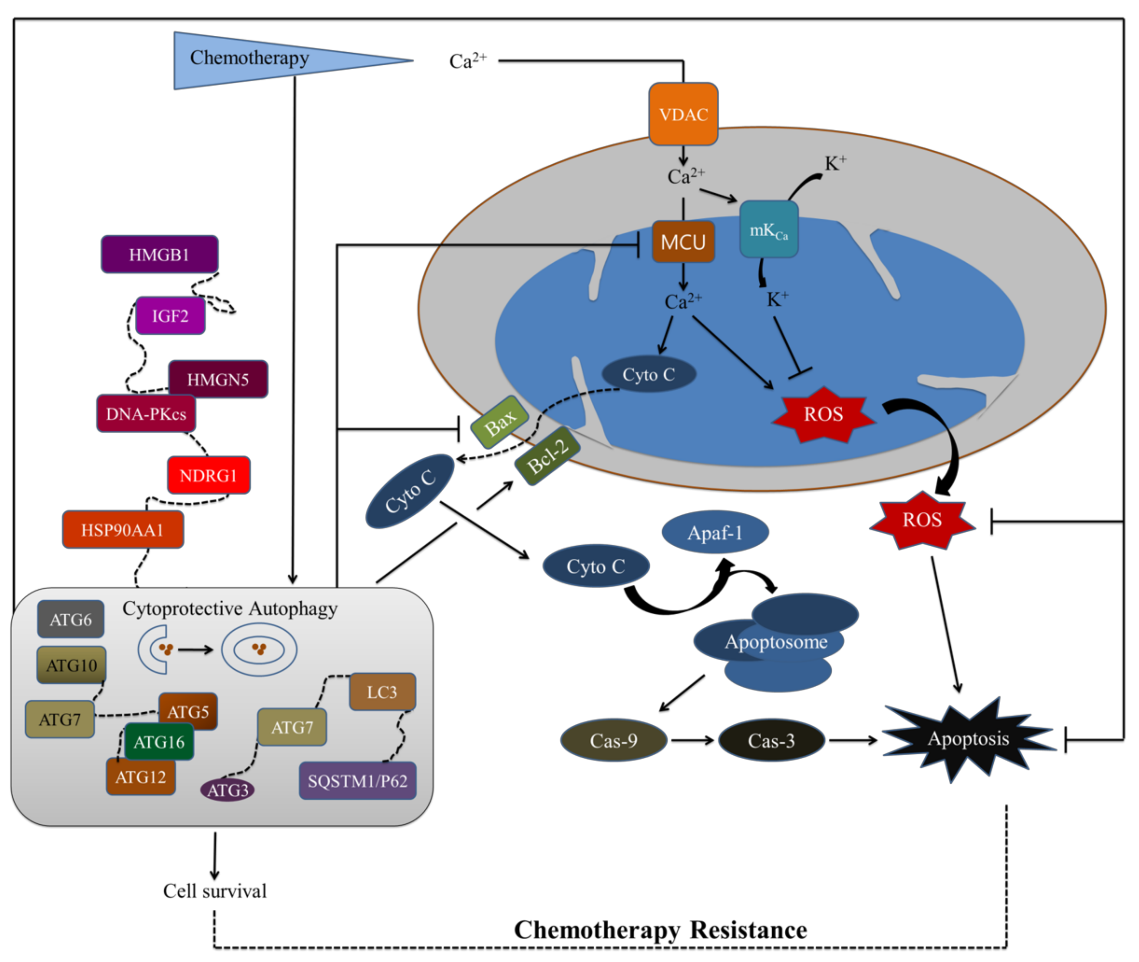 Chemotherapy Resistance: Role of ... Biology Diagrams