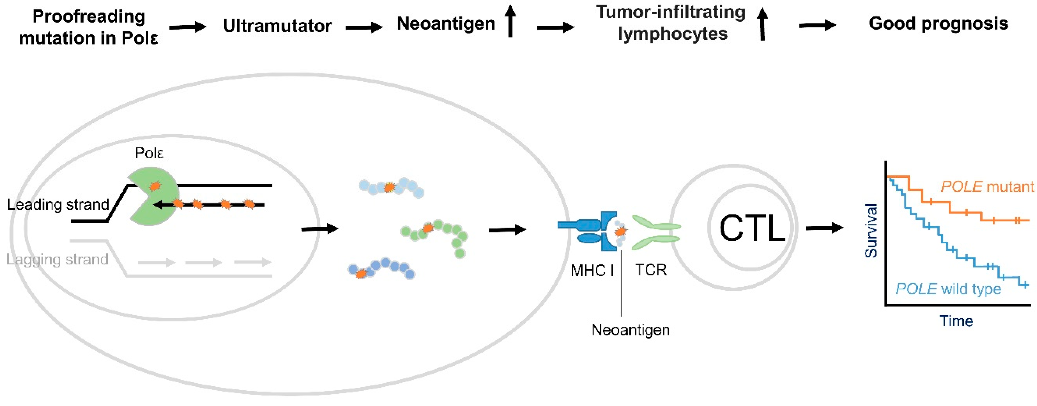 Cancers 14 01467 g001