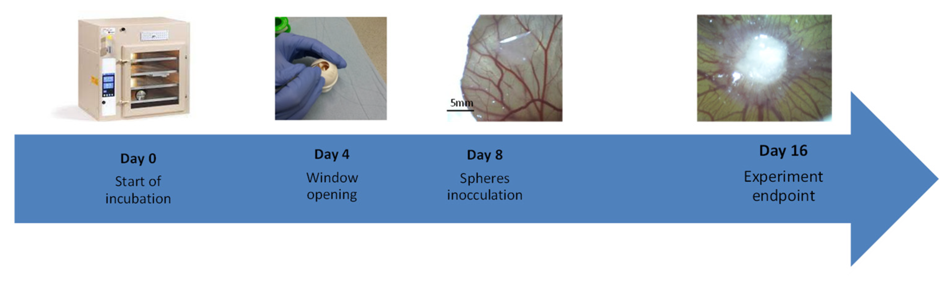 Cancers 14 01476 g001 Cancers 14 01476 g001