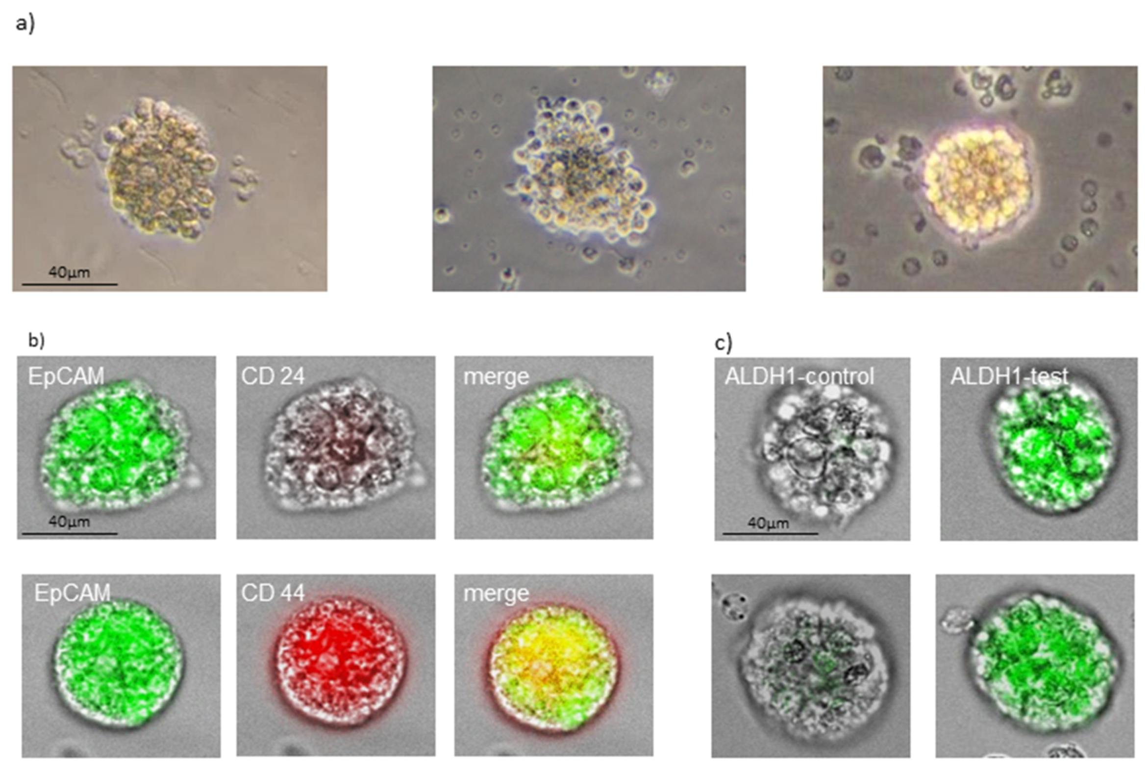 Cancers 14 01476 g002 Cancers 14 01476 g002