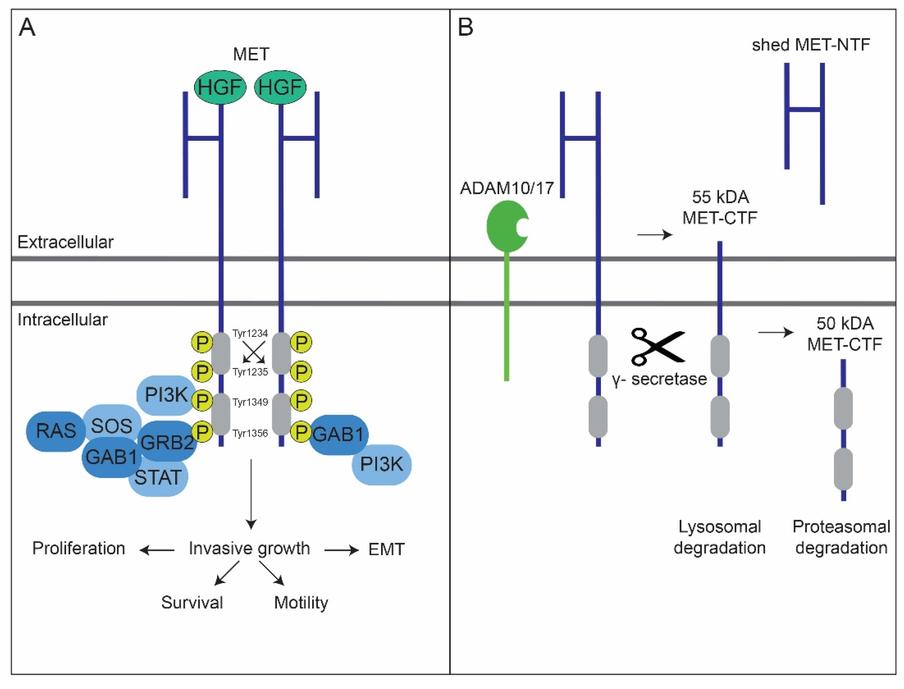 Cancers 14 01491 g001