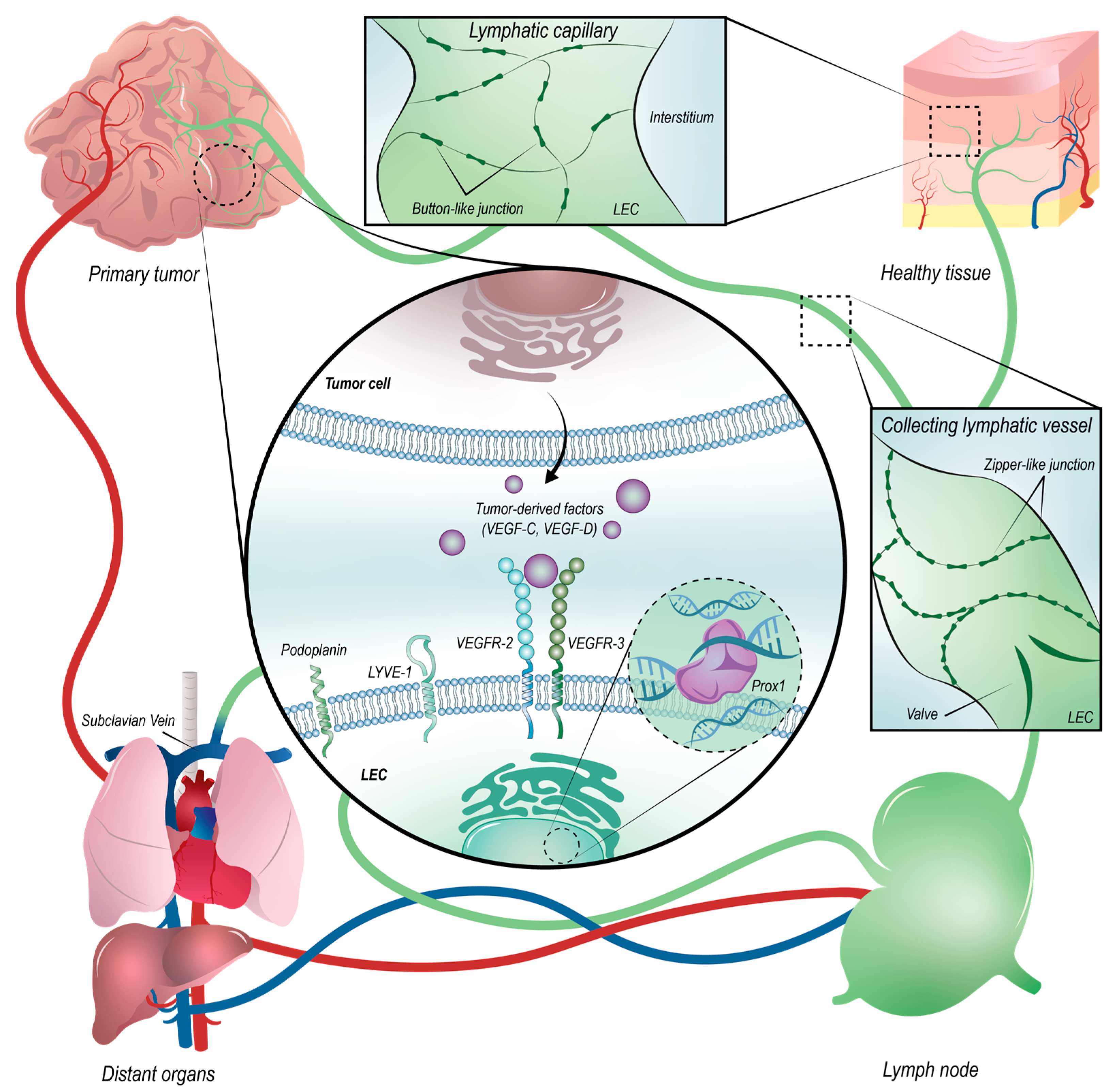 Cancers 14 01525 g001 Cancers 14 01525 g001