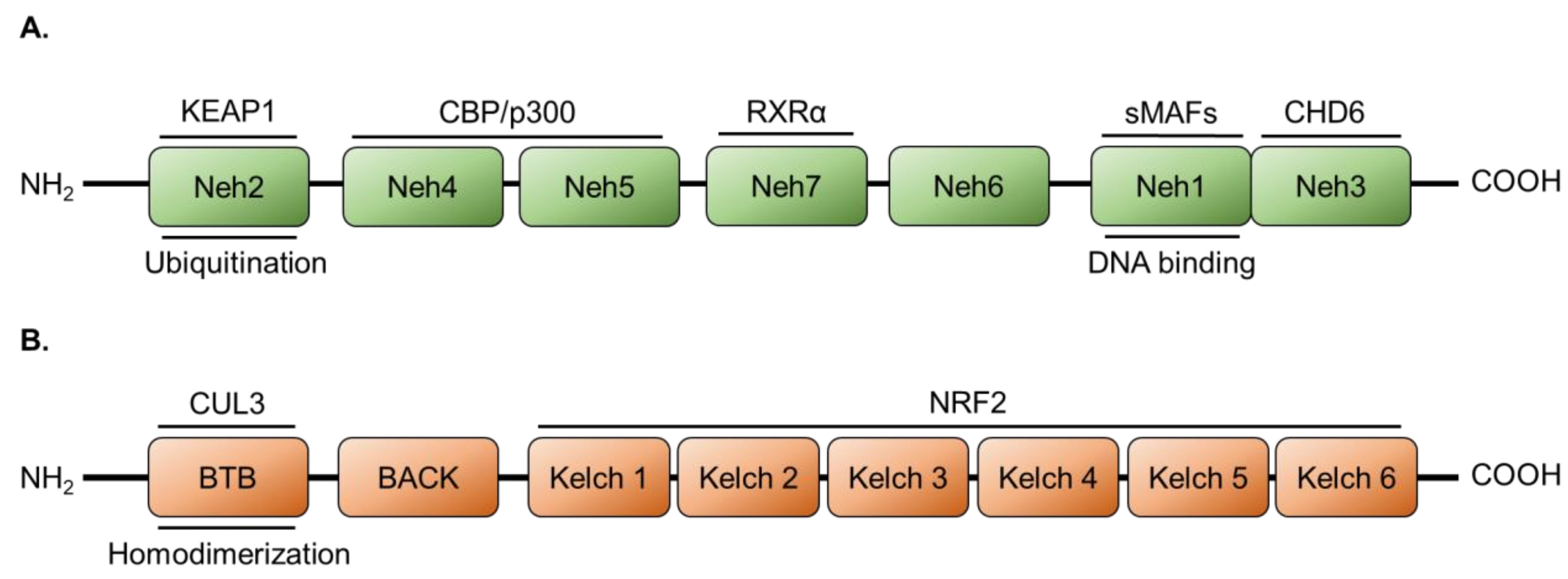 Cancers 14 01531 g001 Cancers 14 01531 g001