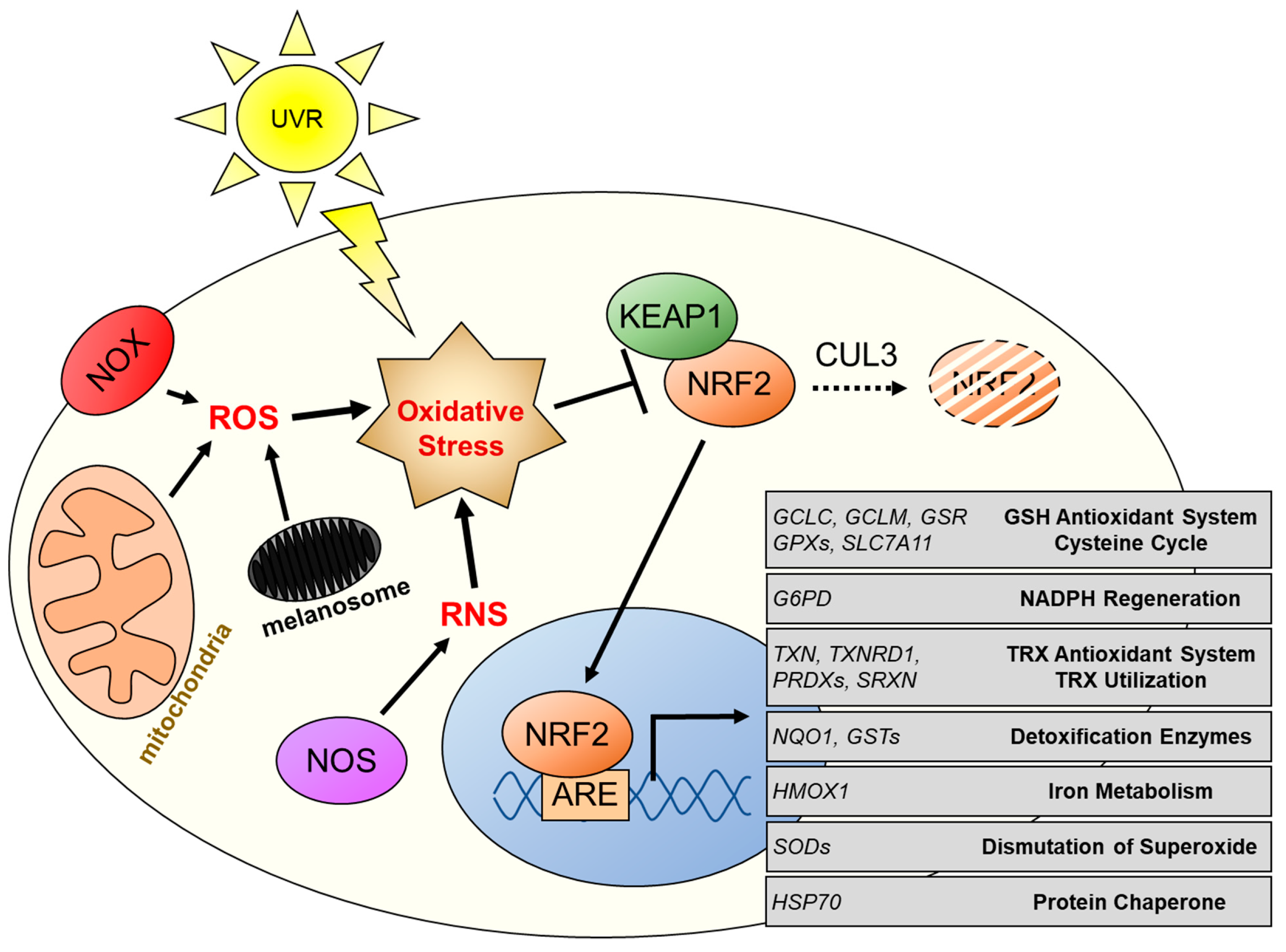 Cancers 14 01531 g002 Cancers 14 01531 g002