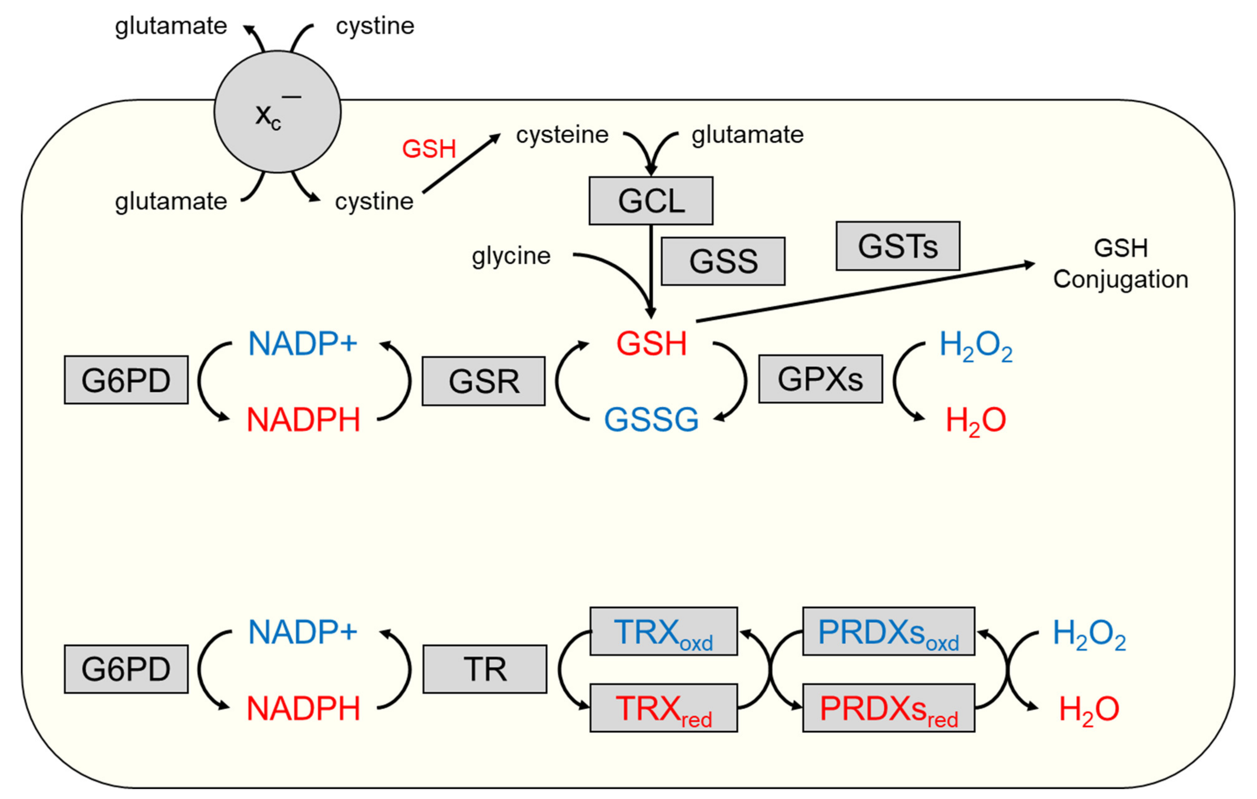 Cancers 14 01531 g003 Cancers 14 01531 g003
