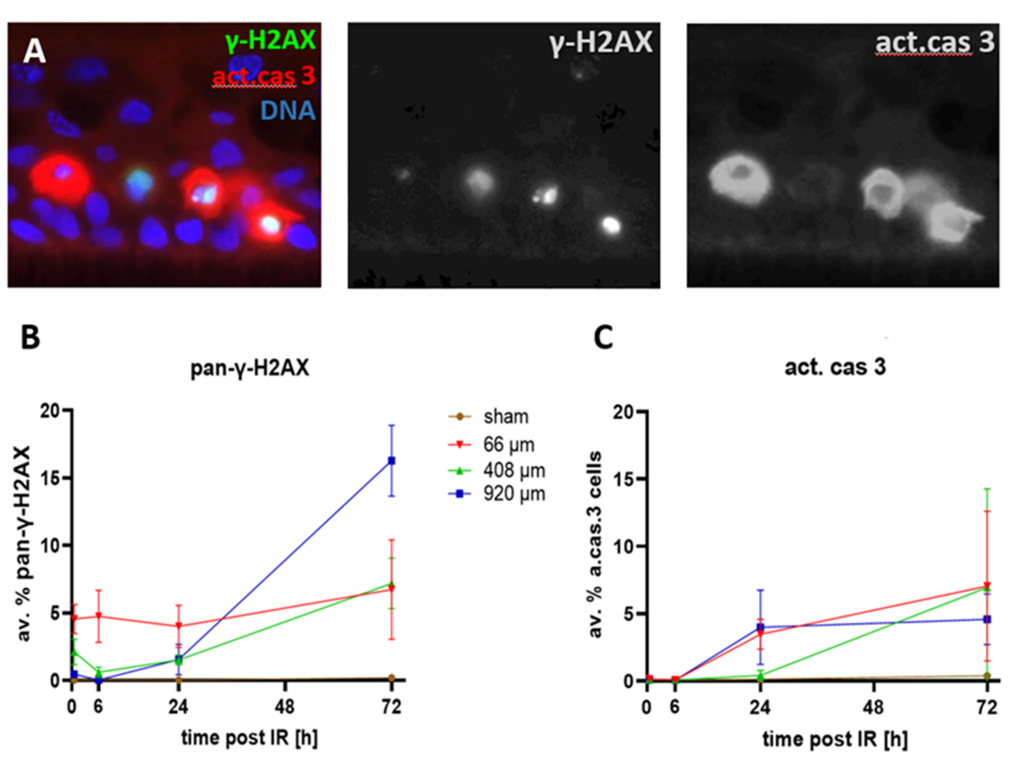 Cancers 14 01545 g008