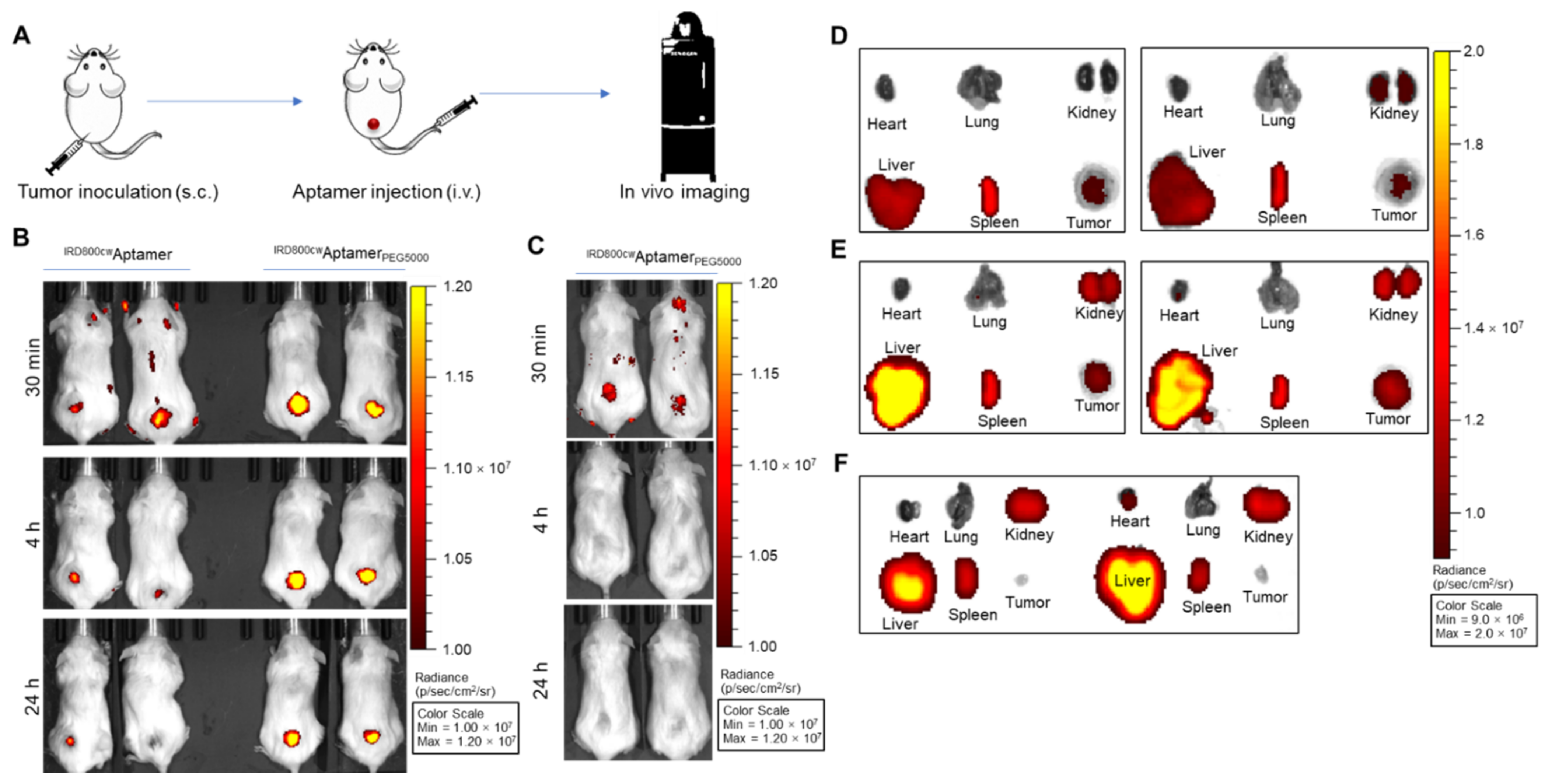 Cancers 14 01570 g003