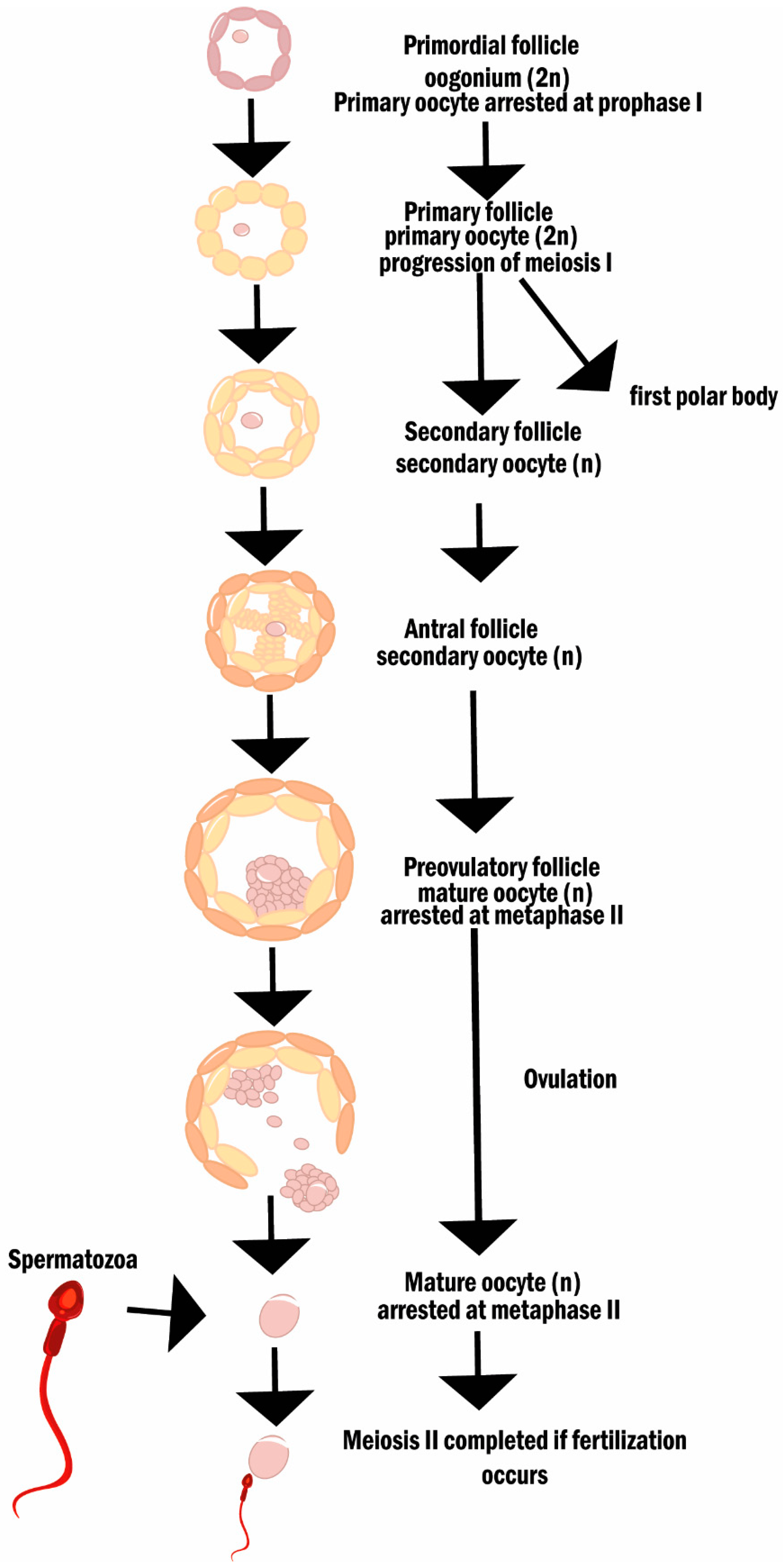 Cancers 14 01585 g003 Cancers 14 01585 g003