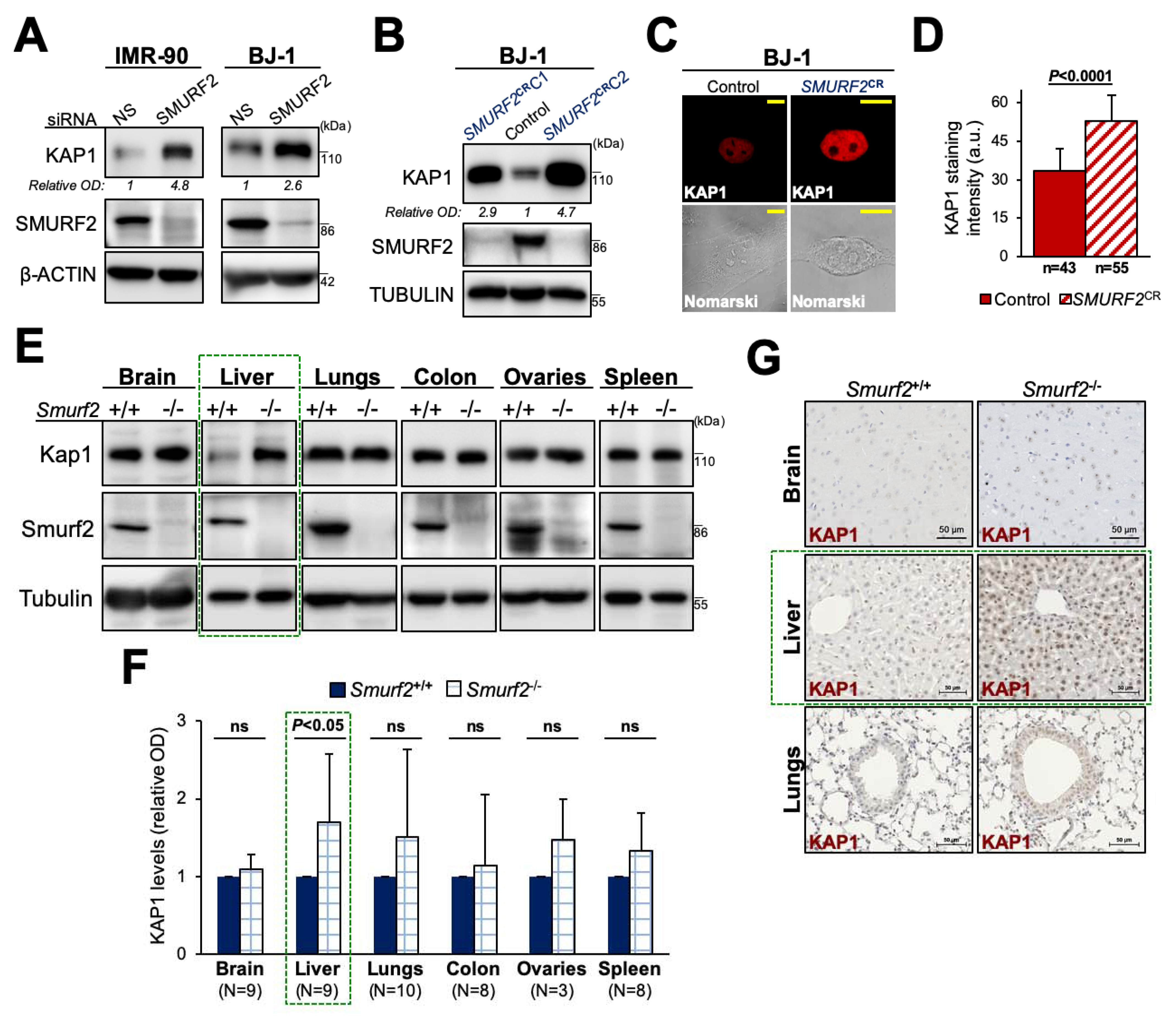 Cancers 14 01607 g004