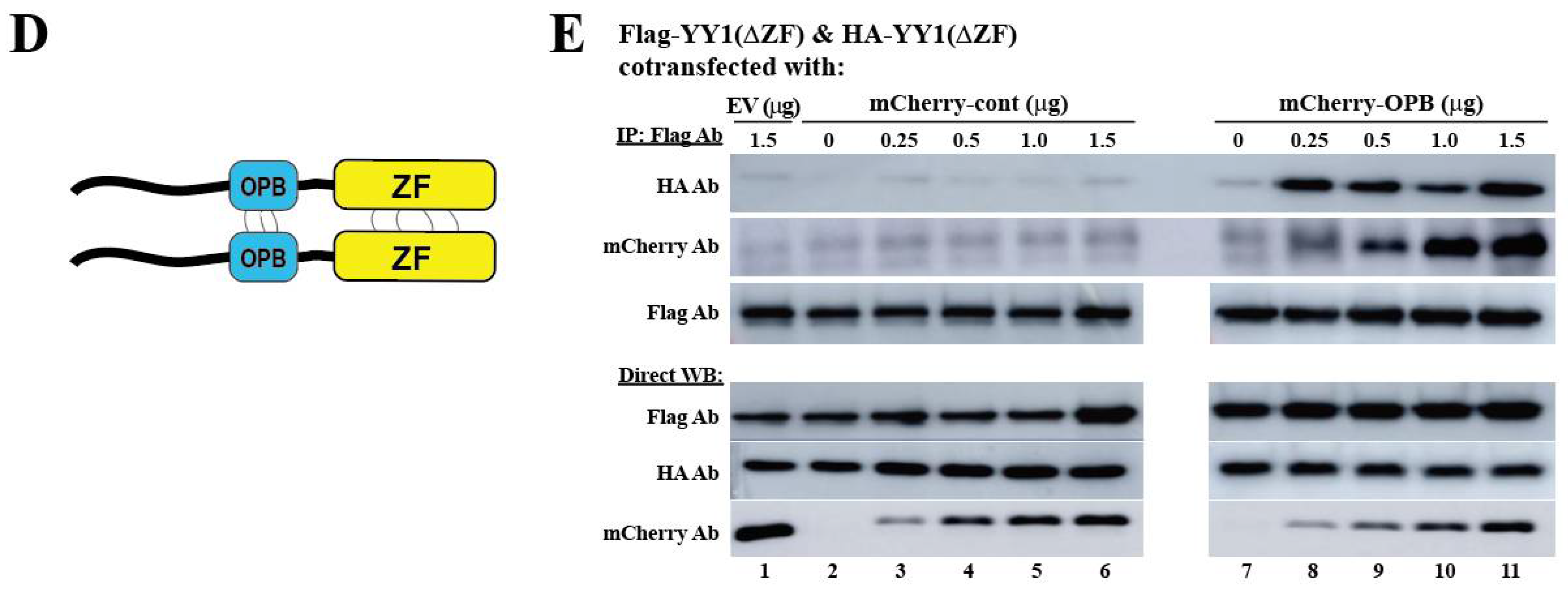 Cancers 14 01611 g002b