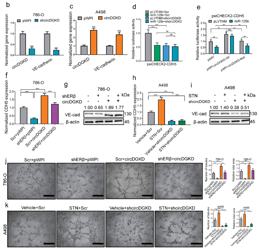 Cancers 14 01639 g004b