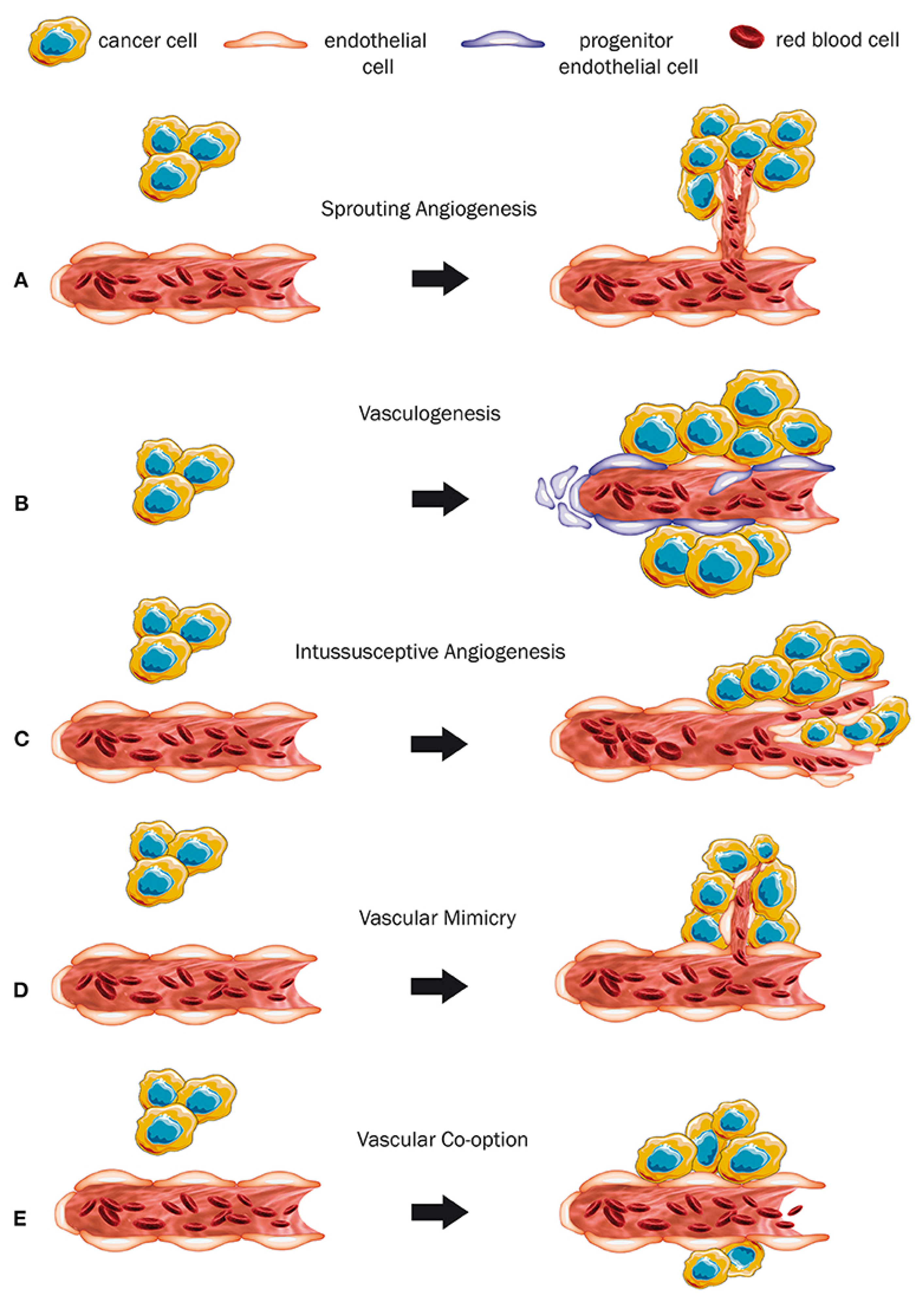 Cancers 14 01649 g001 Cancers 14 01649 g001