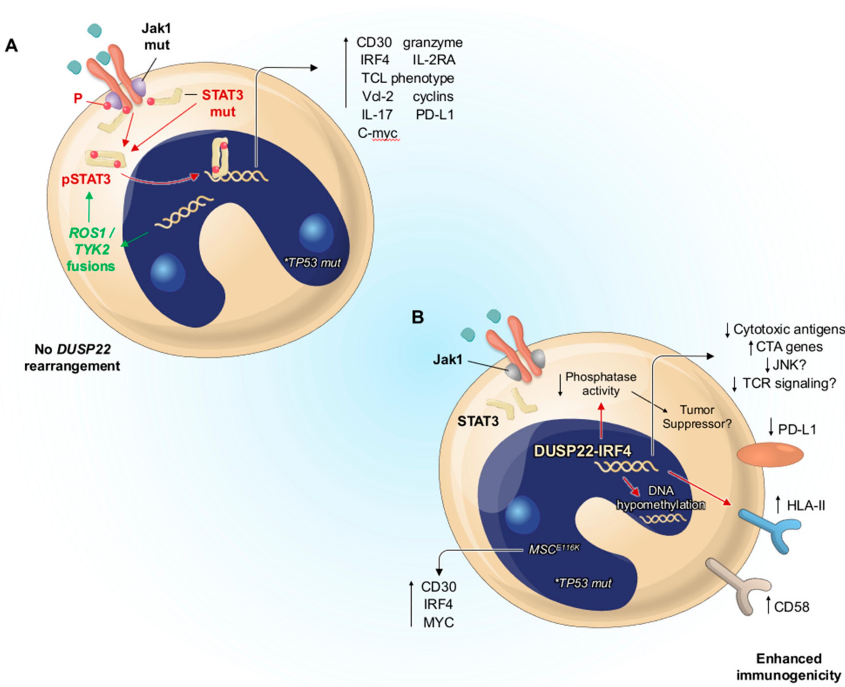 Cancers 14 01650 g005 Cancers 14 01650 g005