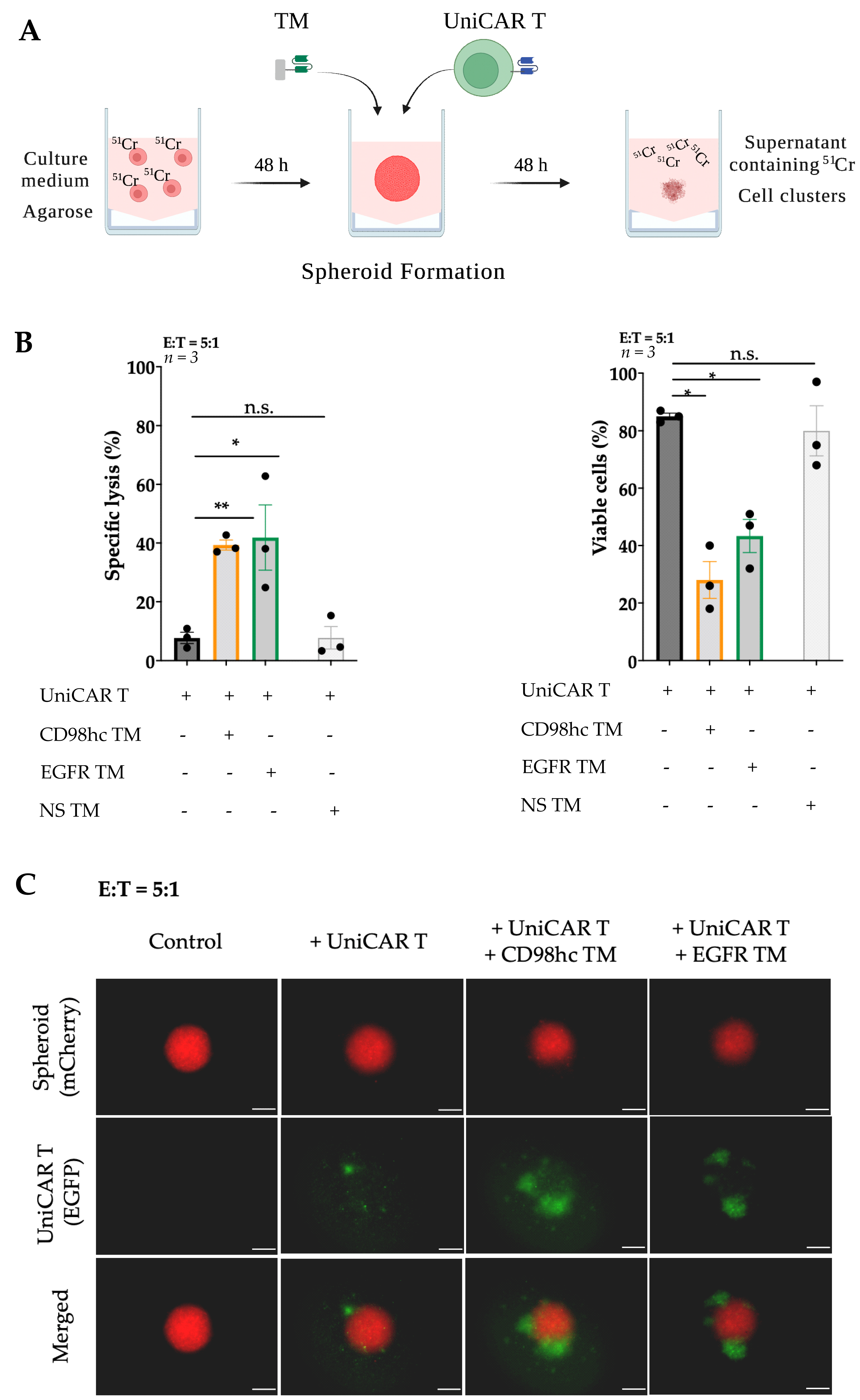 Cancers 14 01677 g002