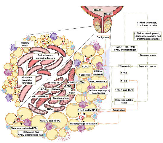 Thromboinflammatory Processes at the Nexus of Metabolic