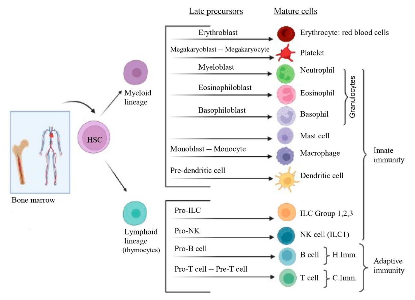 Cancers Free Full Text Dual Effect Of Immune Cells Within Tumour