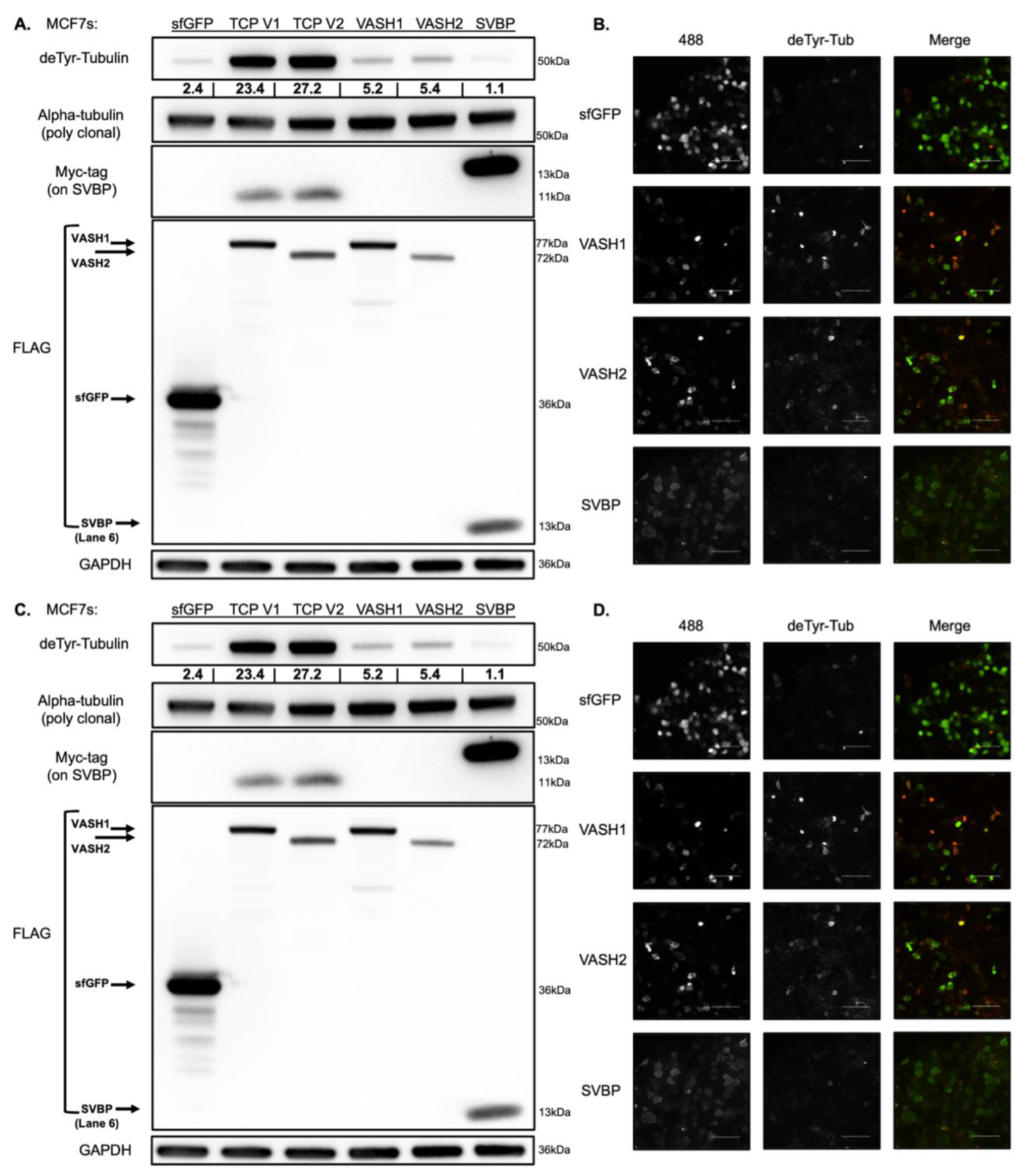 Cancers 14 01707 g002 550